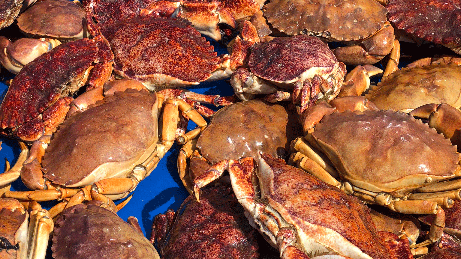 Several cooked crabs with orange and brown shells on a blue surface.