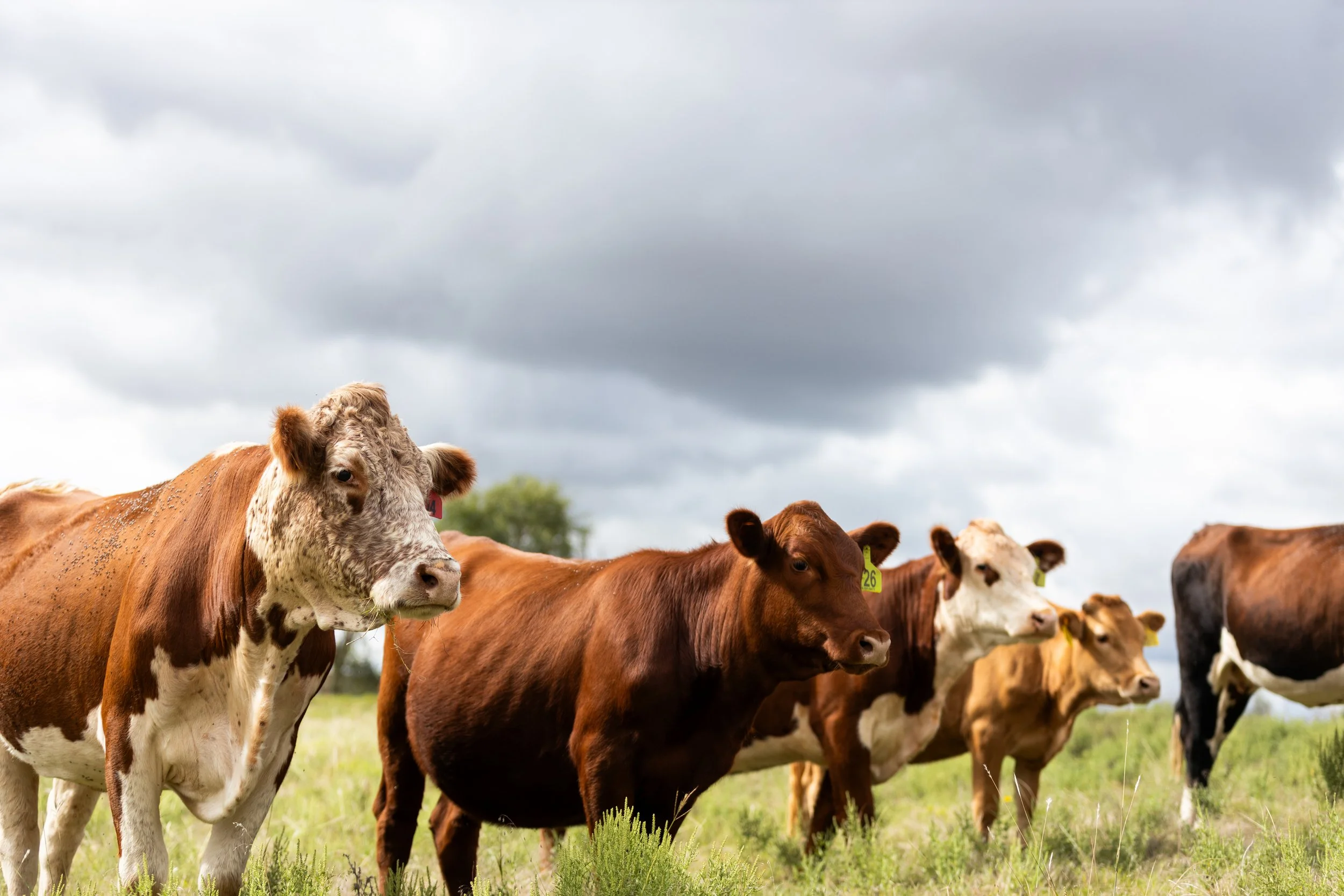 Osage Orange Farms Grassfed Cattle