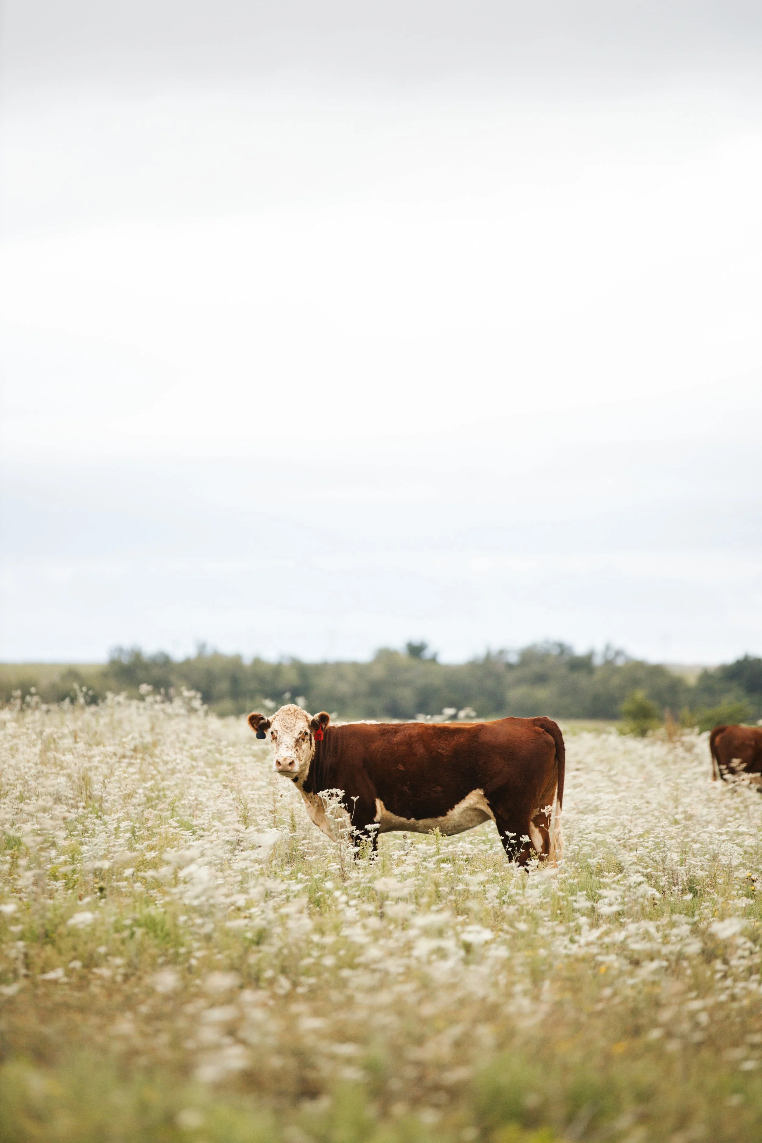 The animals of Osage Orange farms