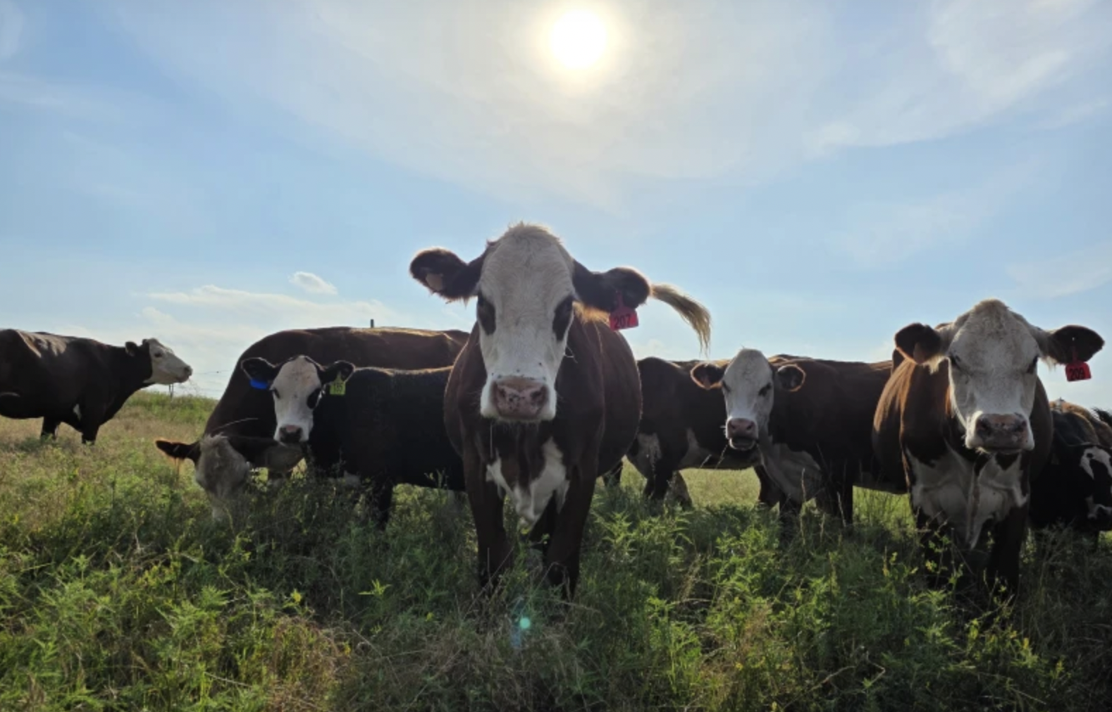OsageOrangeFarms_NoFenceCollars