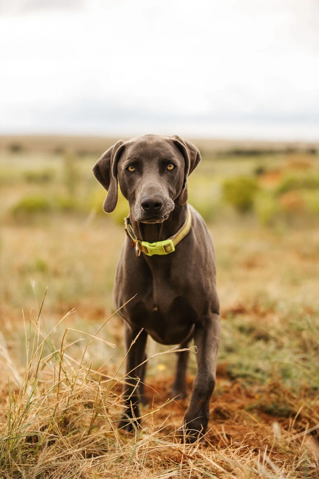 Osage Orange Farms Dogs