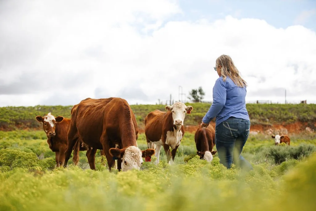 Canda Mueller on the Farm with her Herefords