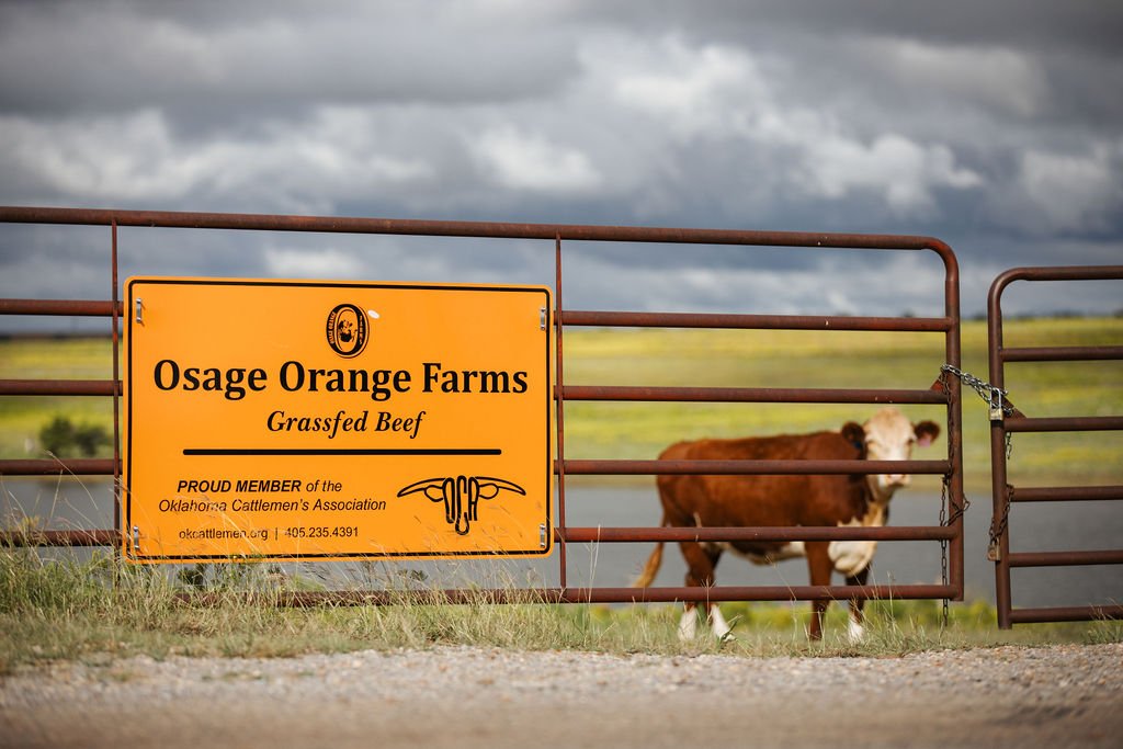 A gate with a sign for Osage Orange Farms, advertising grassfed beef, and a cow standing behind the gate.
