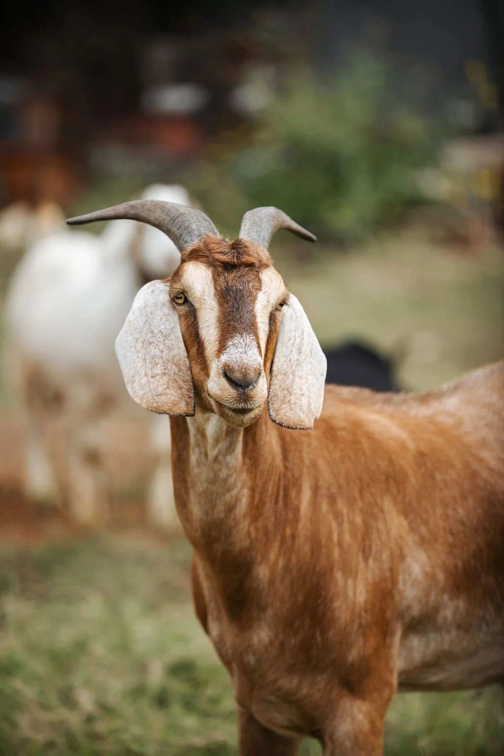Osage Orange Farms Goats