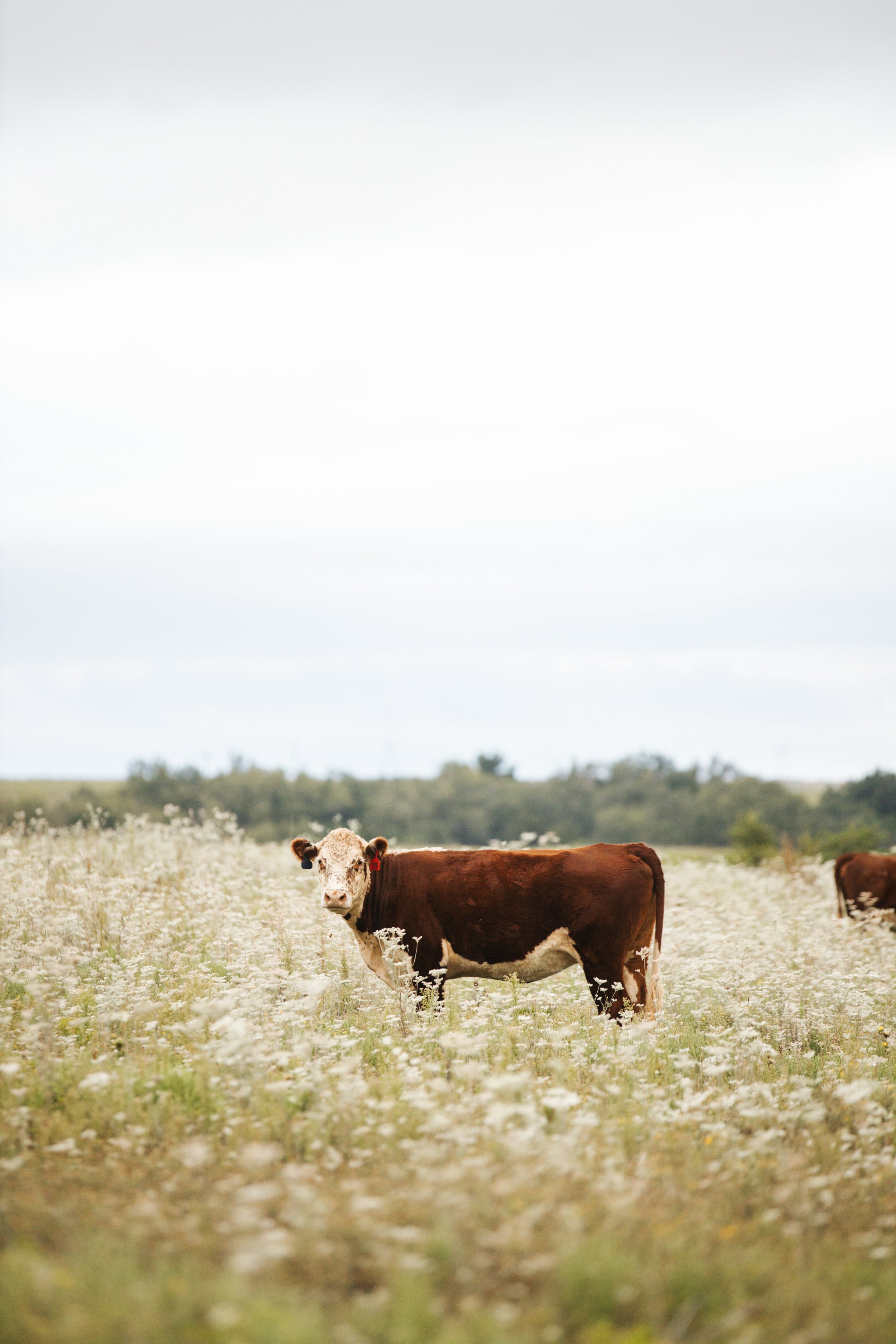 A Osage Orange Farms hereford cow standing in a field of white wildflowers with trees and a cloudy sky in the background.