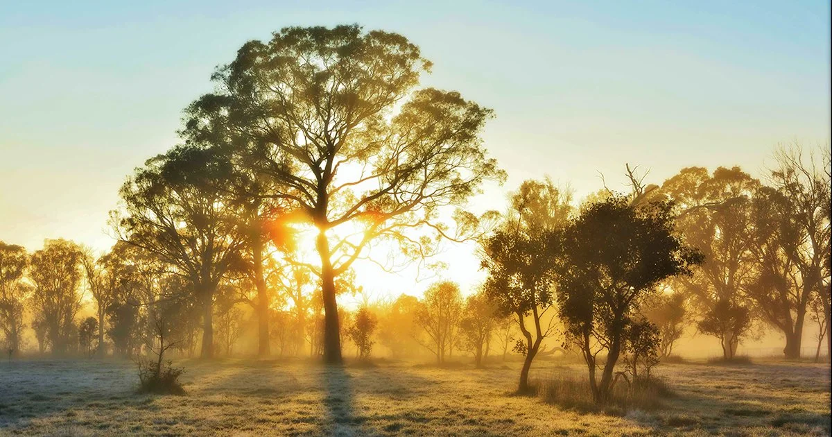 Sunrise over a forest with tall trees and fog on the ground.