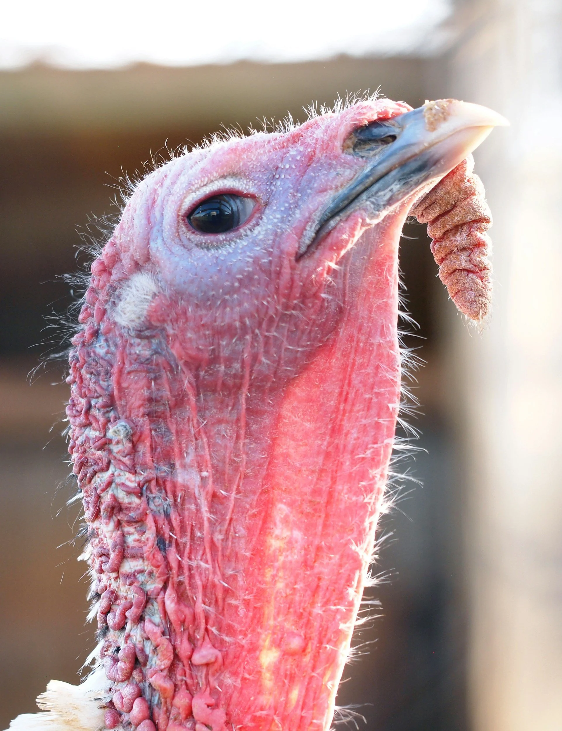 CLOSED FOR TURKEY DAY!