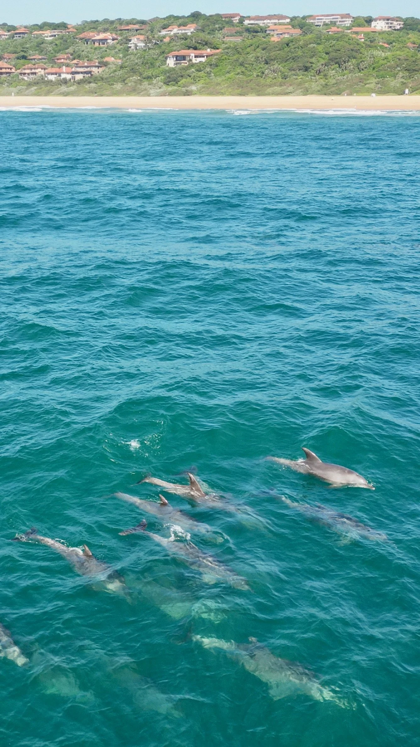 Sea dolphins swimming near the surface with a coastal town and lush green hills in the background.