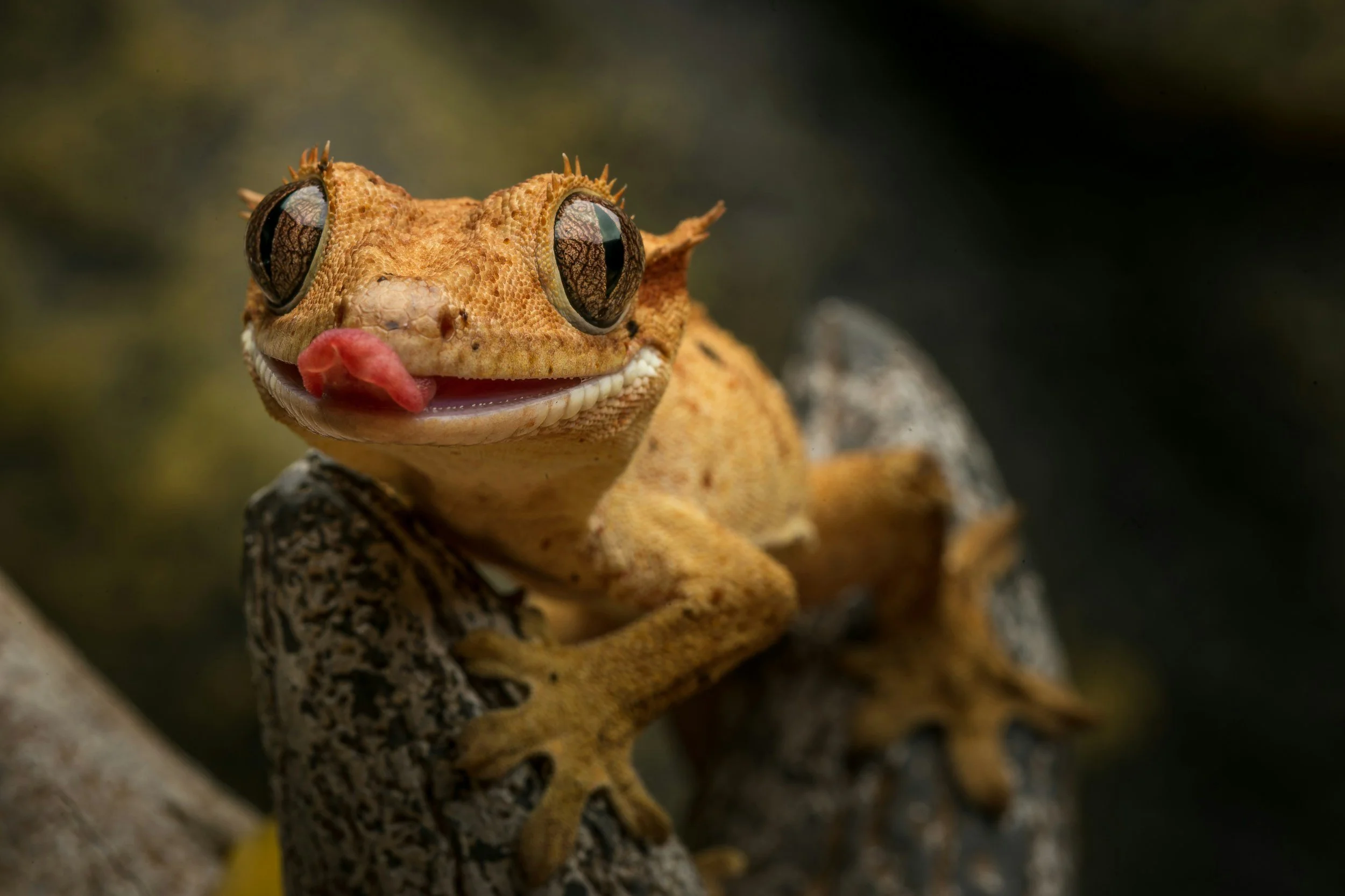 Close-up of a gecko with large eyes and a pink tongue sticking out, resting on a branch.