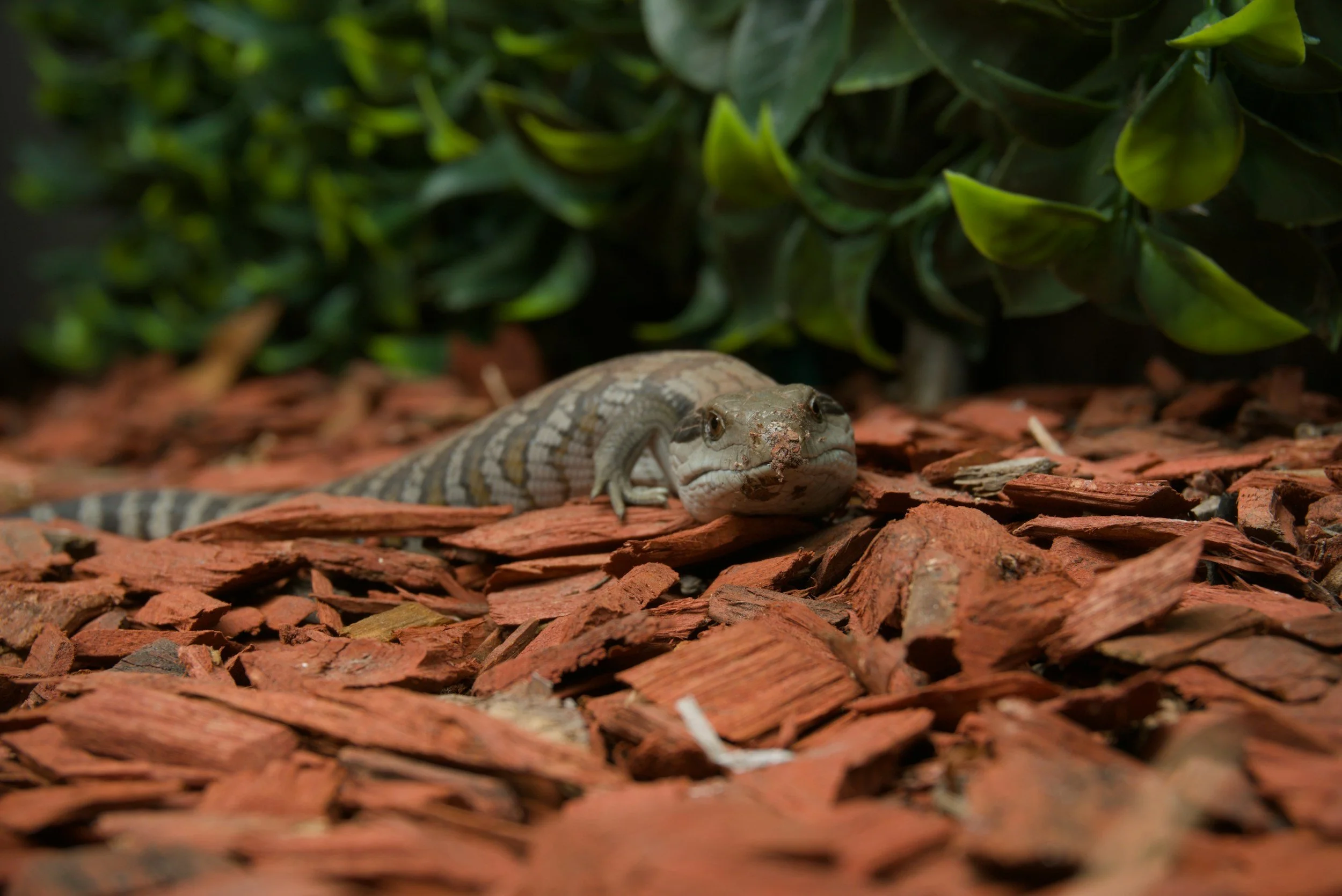 A small alligator on a reddish-brown wood chip ground with green shrubbery in the background.