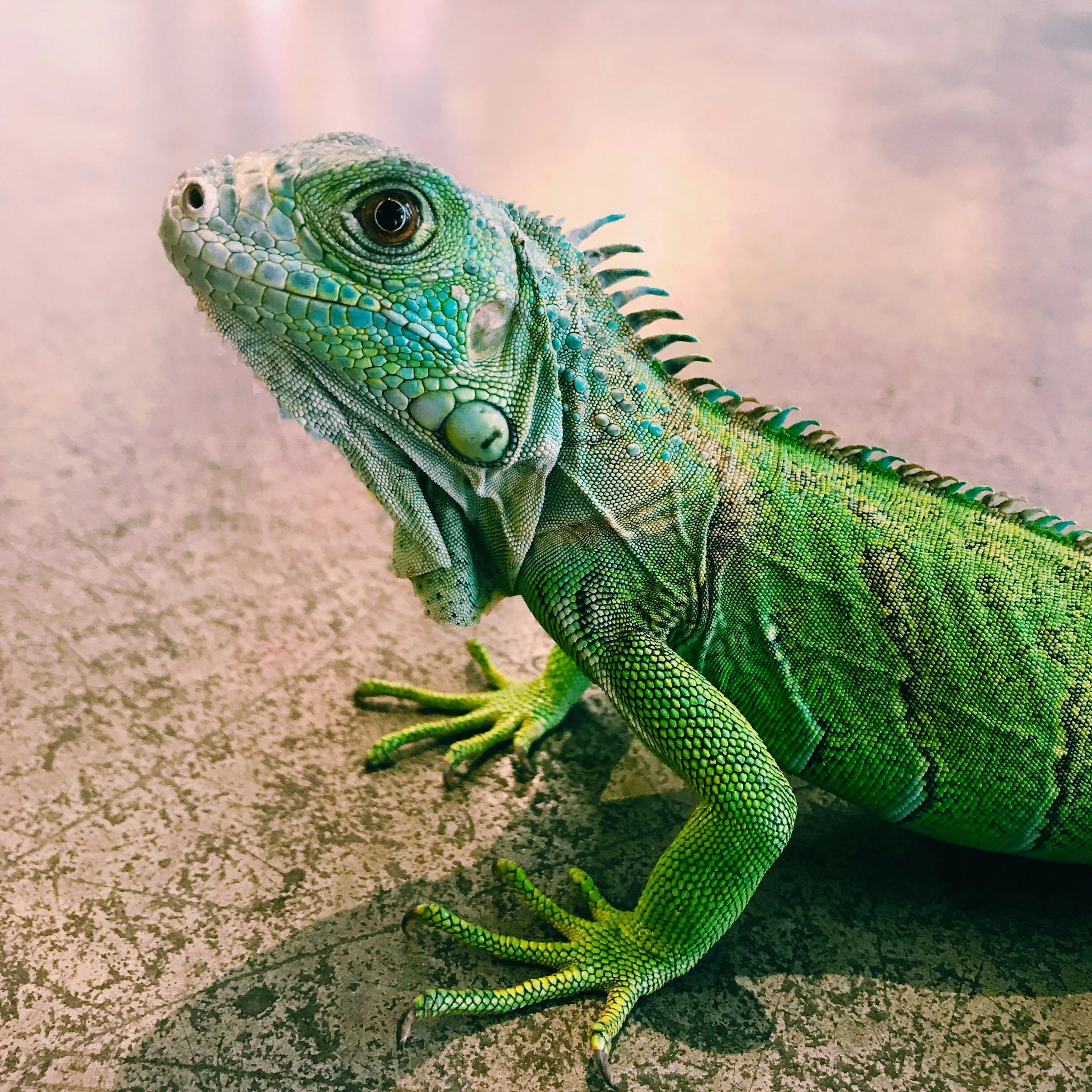 Close-up of a green iguana with colorful scales on a beige textured surface.