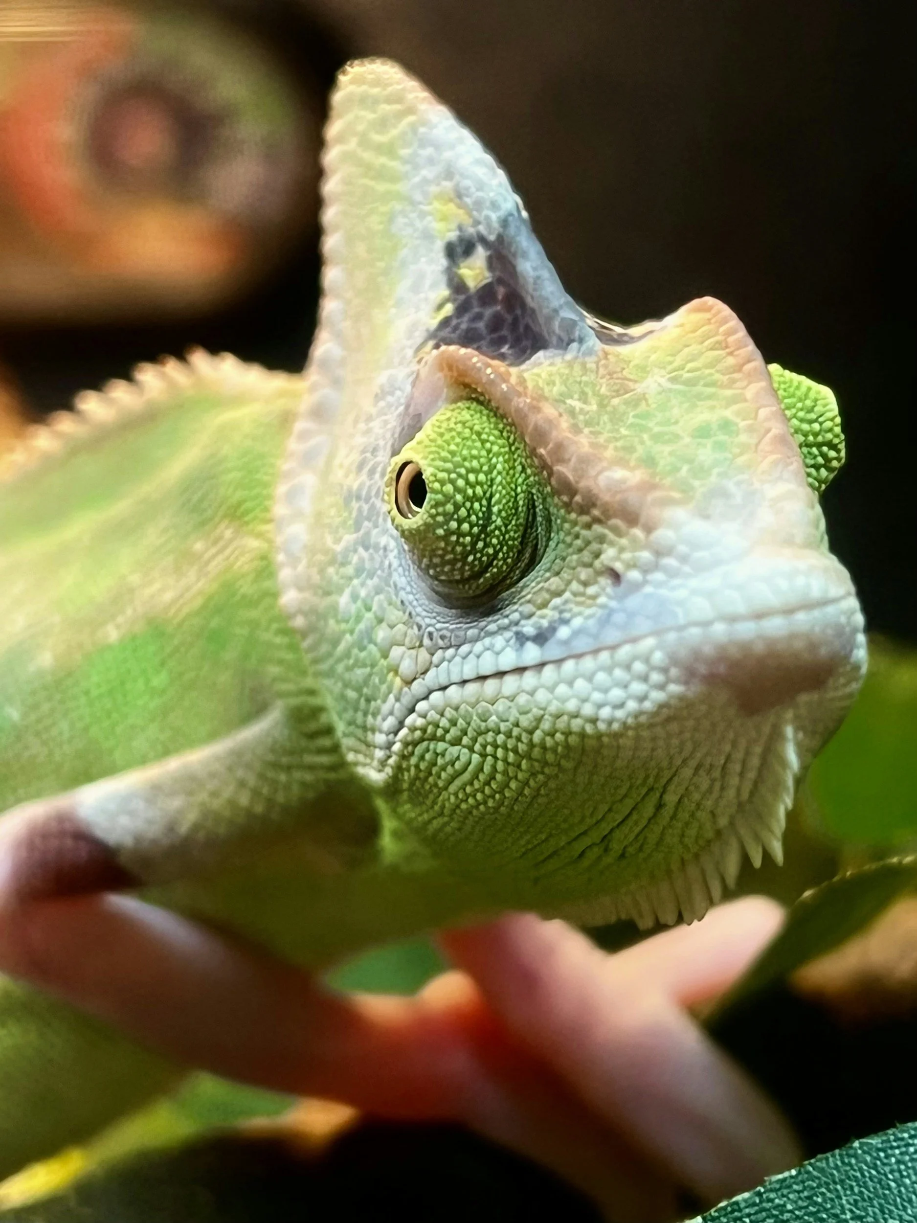 Close-up of a chameleon with green, blue, yellow, and white textured skin, and a prominent eye. The background is dark and blurry.