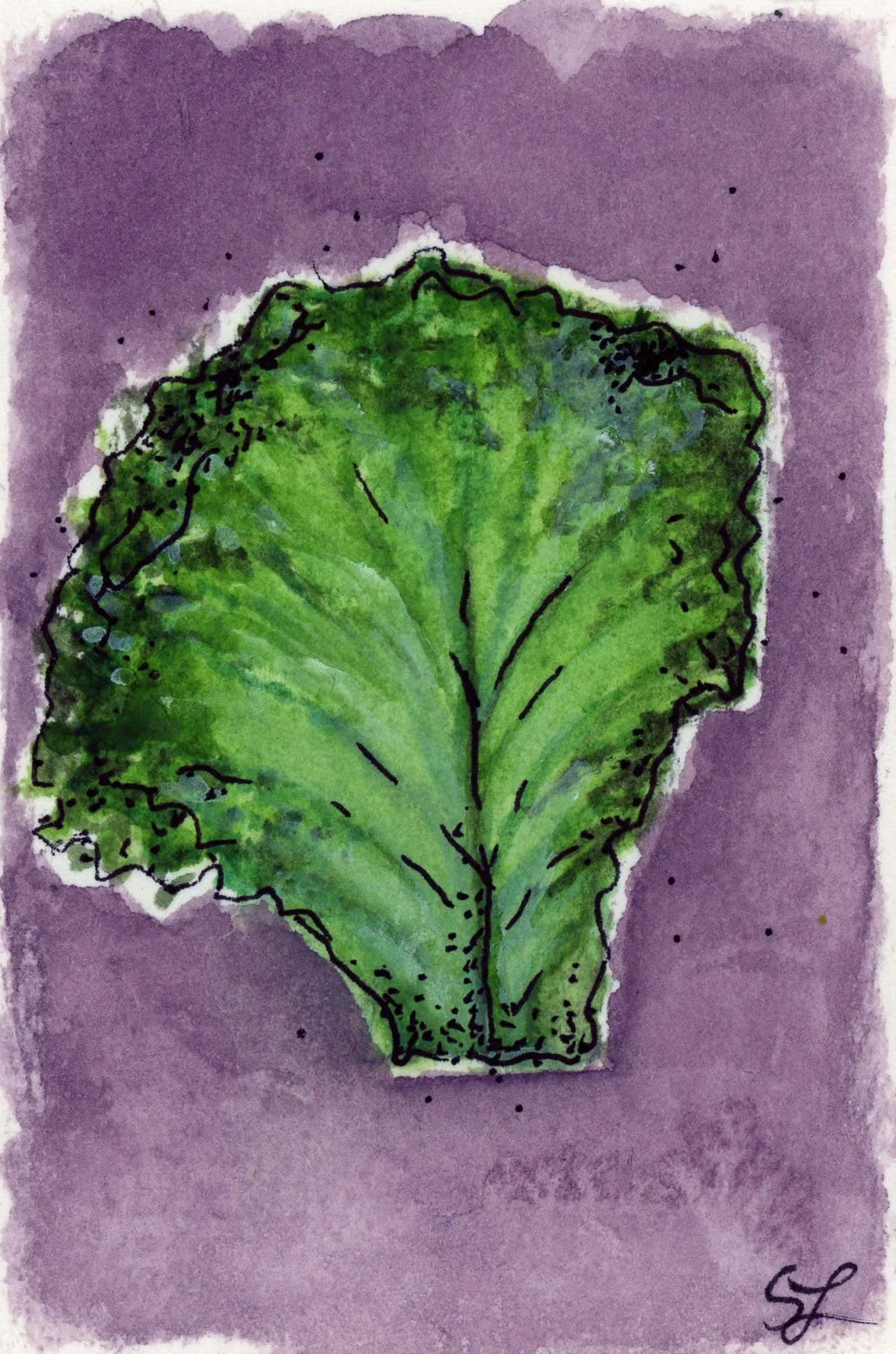 lettuce.jpg