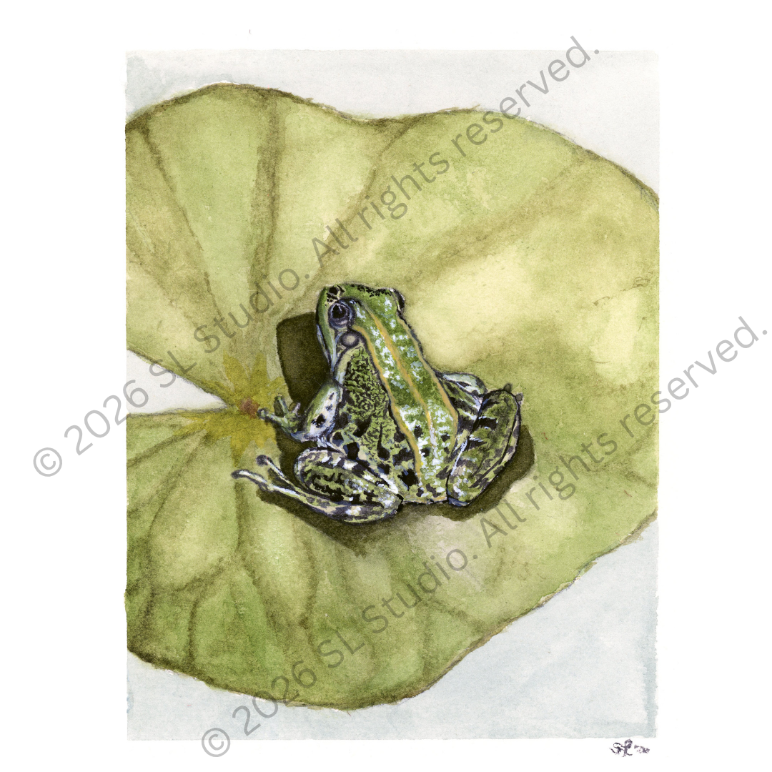 "Lily Pad Lounge." Watercolor, 2026.