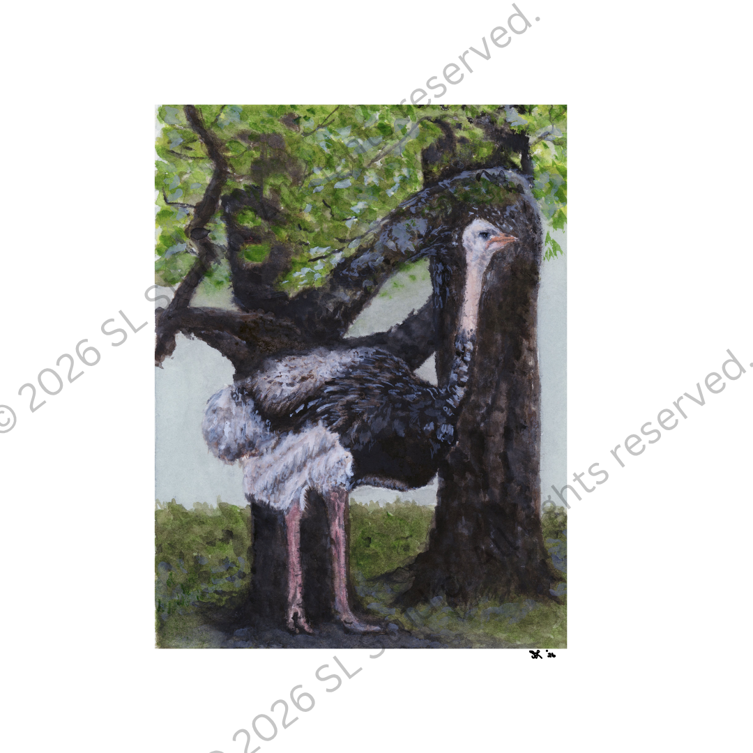 "Ostrich Illusion." Watercolor, 2026.