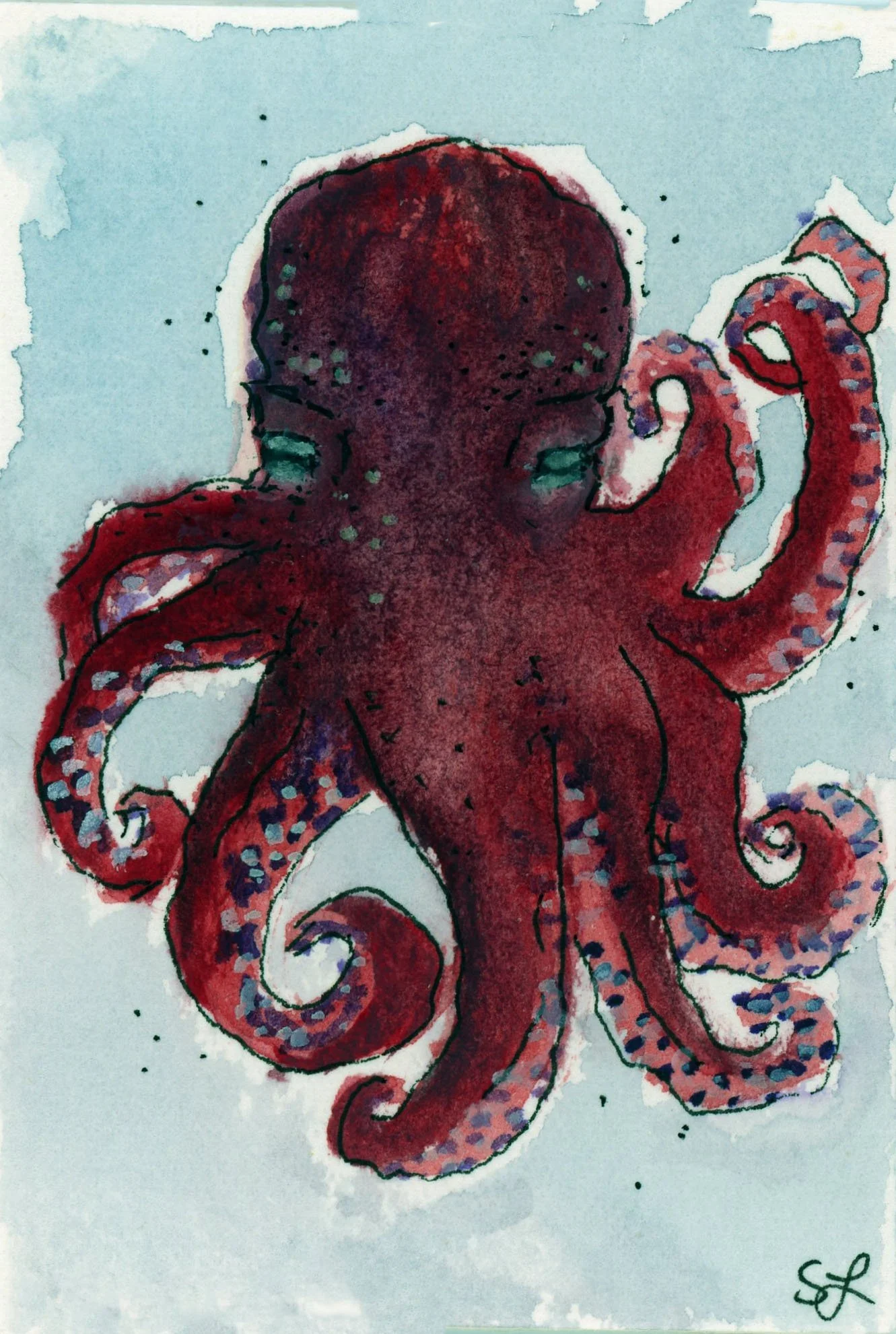 old man octopus.jpg