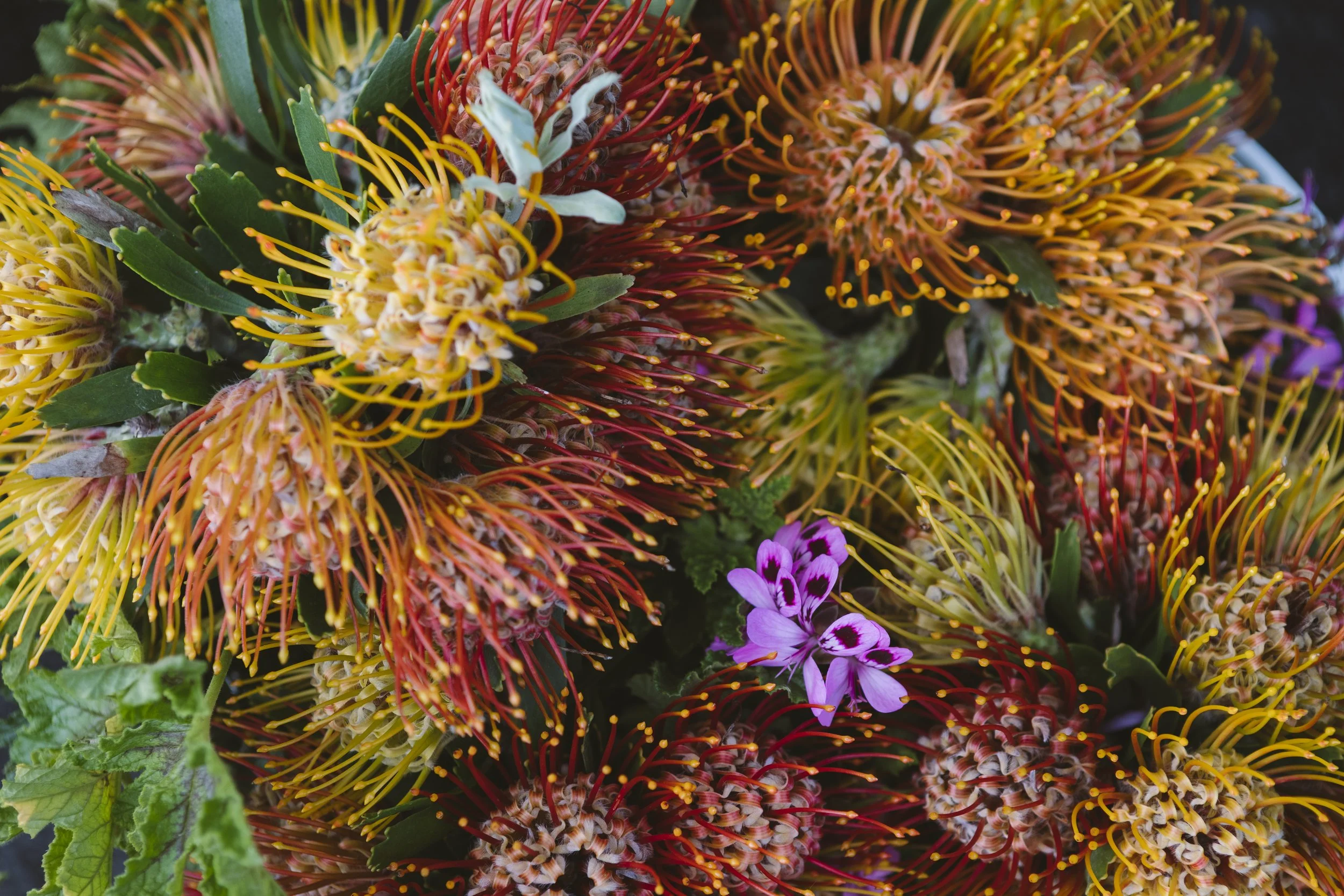 Protea at the Upcountry Farmers Market, Maui