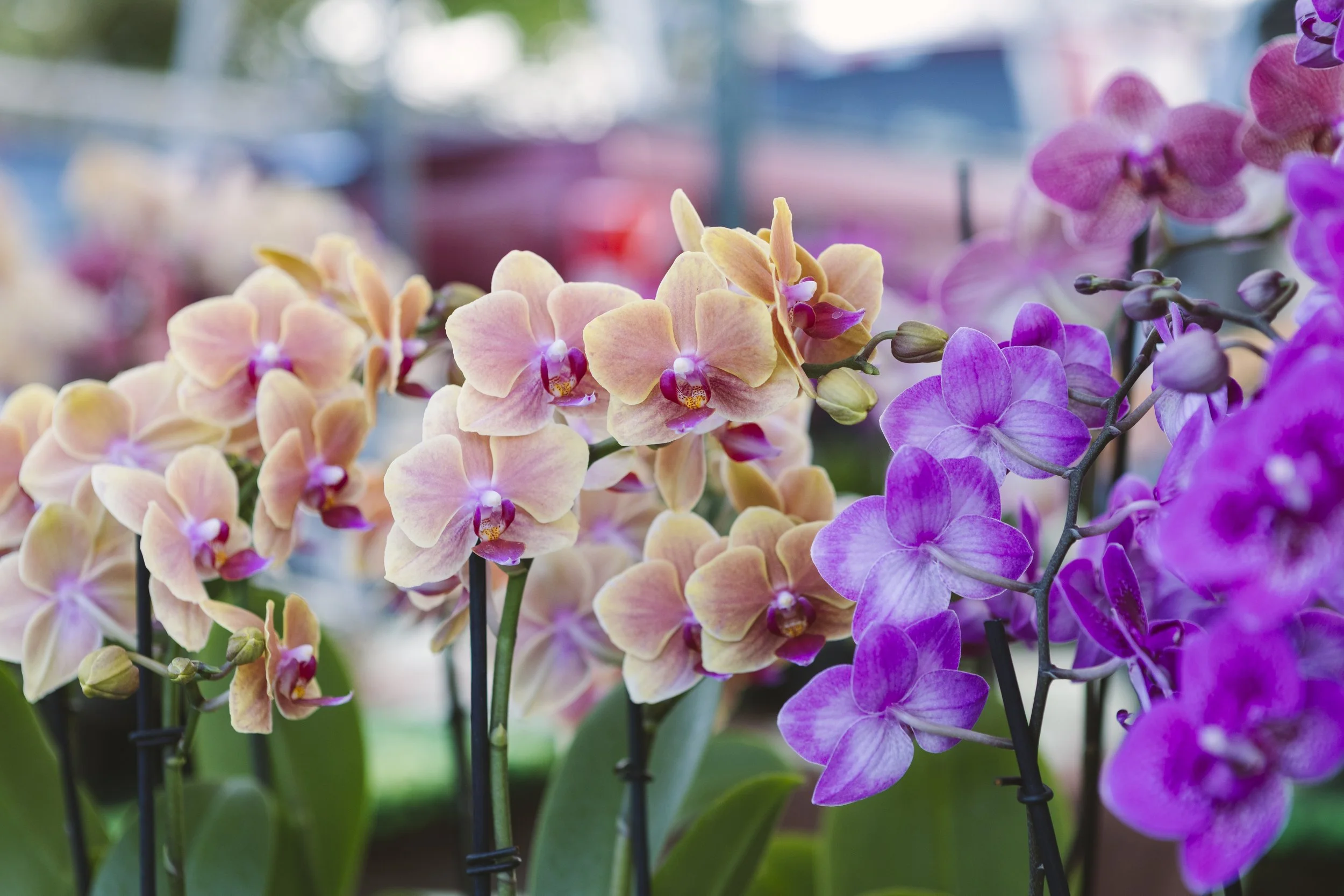 Orchids at the Upcountry Farmers Market, Maui
