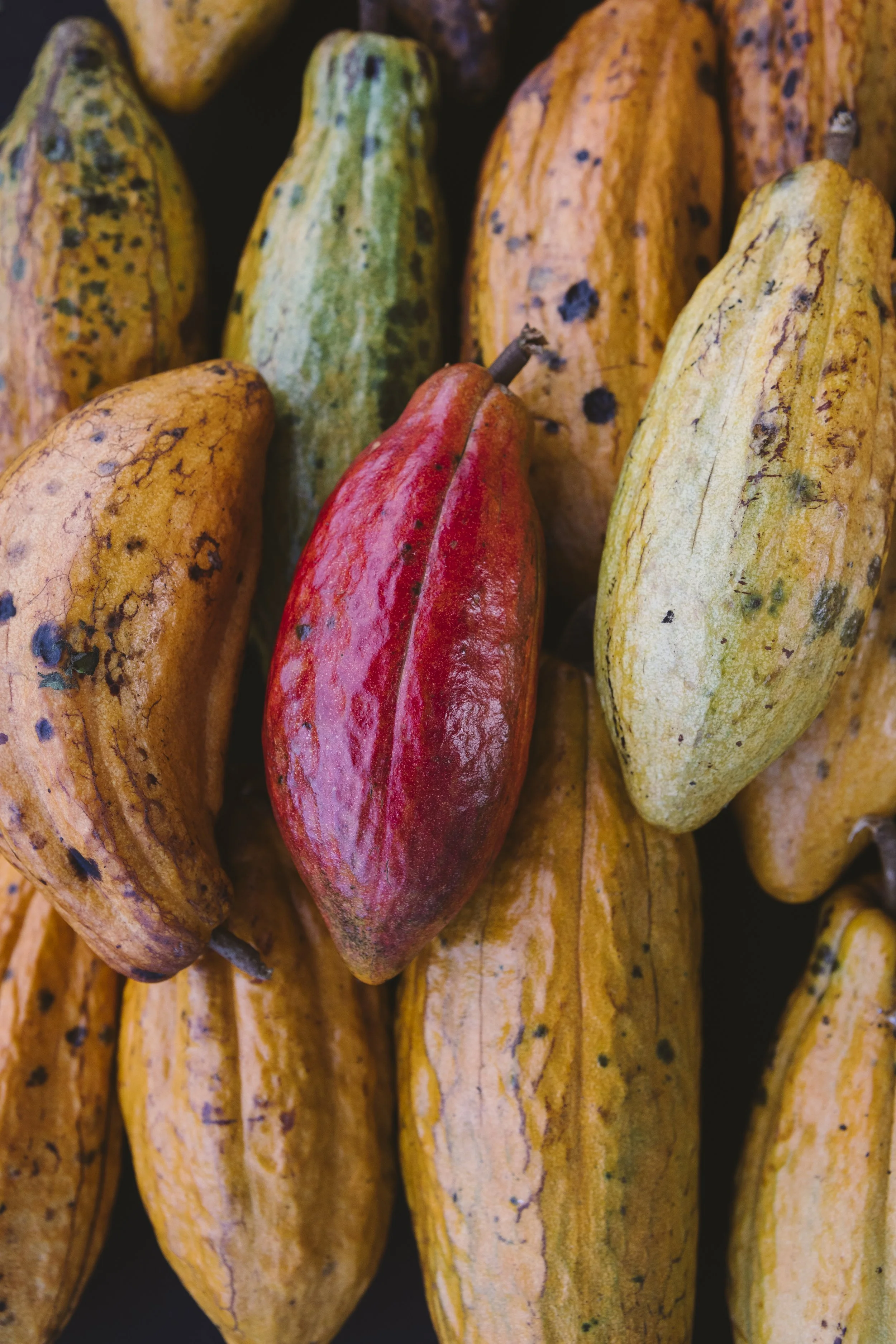 Cacao at the Upcountry Farmers Market, Maui