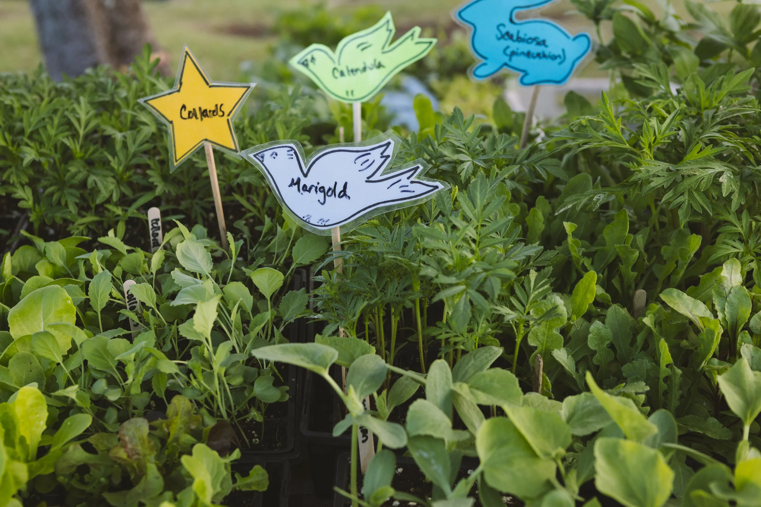 Starts at the Upcountry Farmers Market, Maui