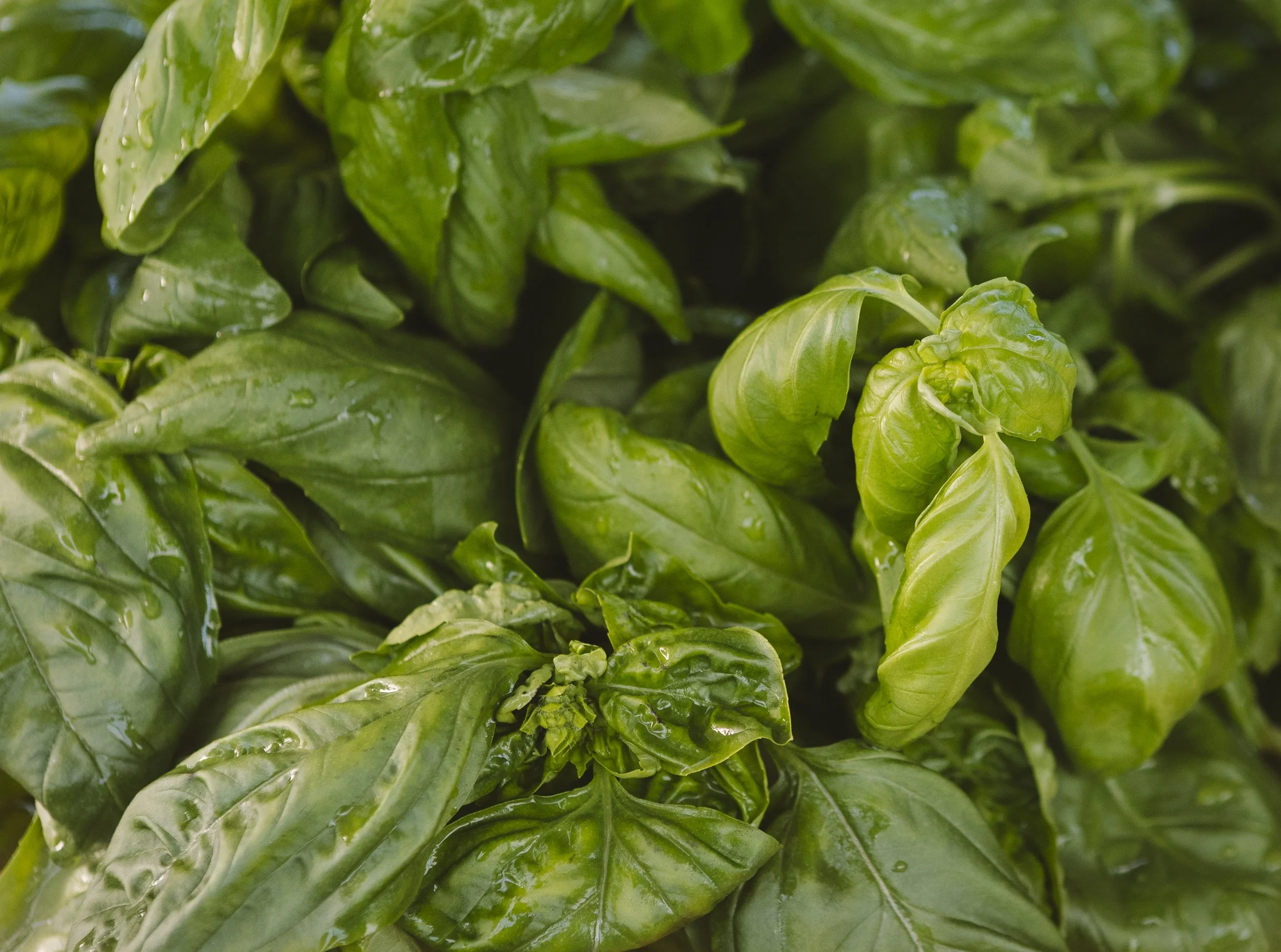 Basil at the Upcountry Farmers Market, Maui