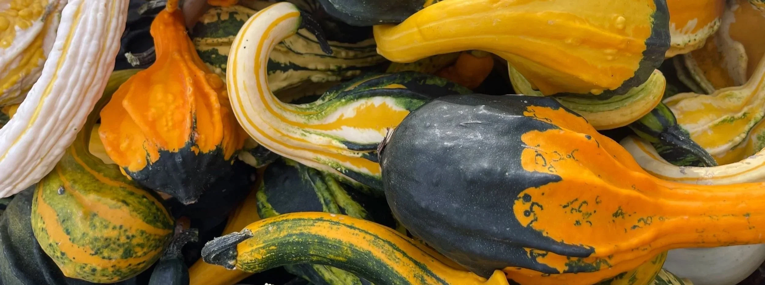 Variedad de calabazas decorativas de colores verde, amarillo y naranja con formas y texturas distintas.