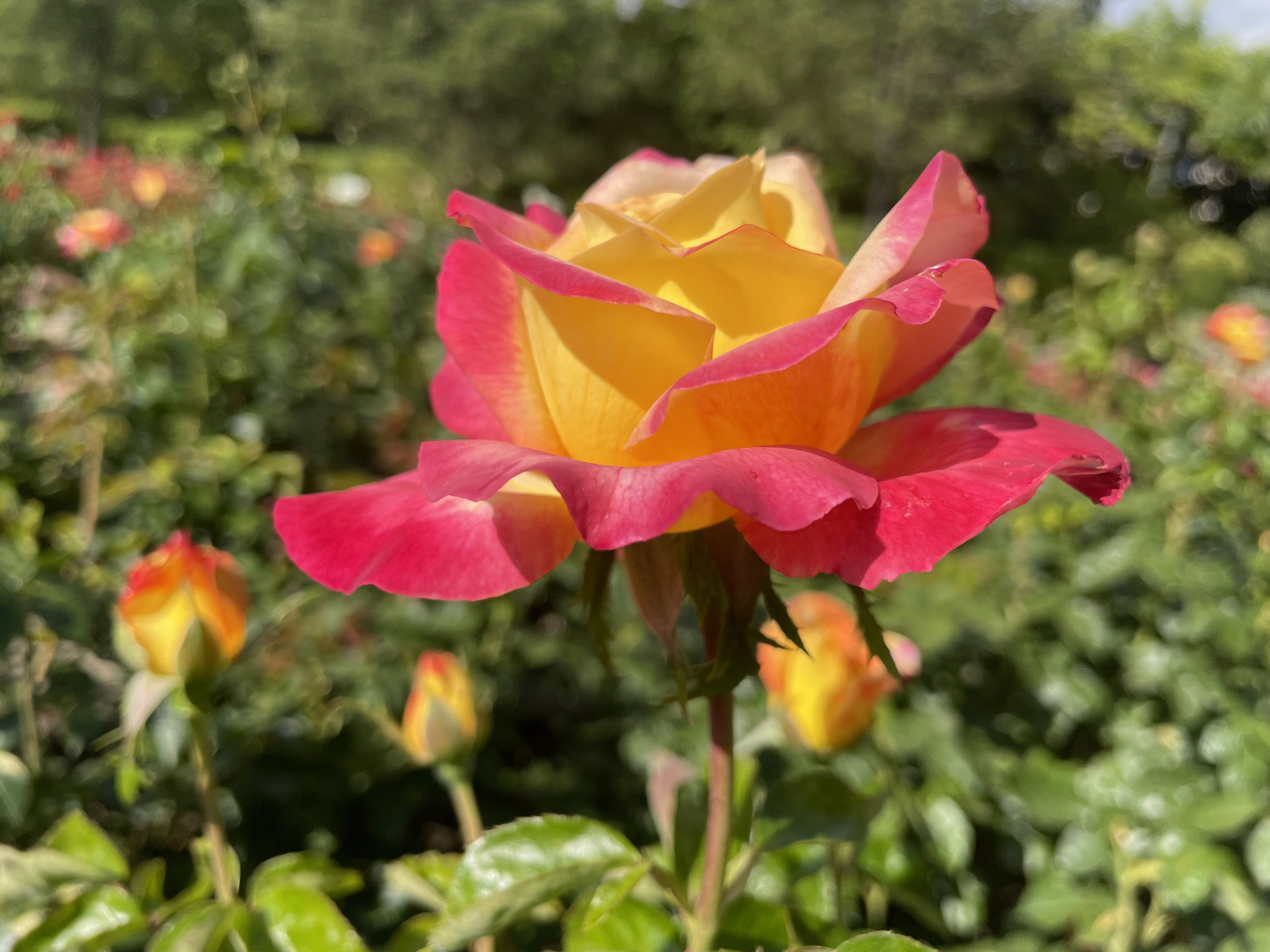 Una rosa abierta con pétalos color amarillo y rosa en un entorno de jardín con otras flores y vegetación borrosas.