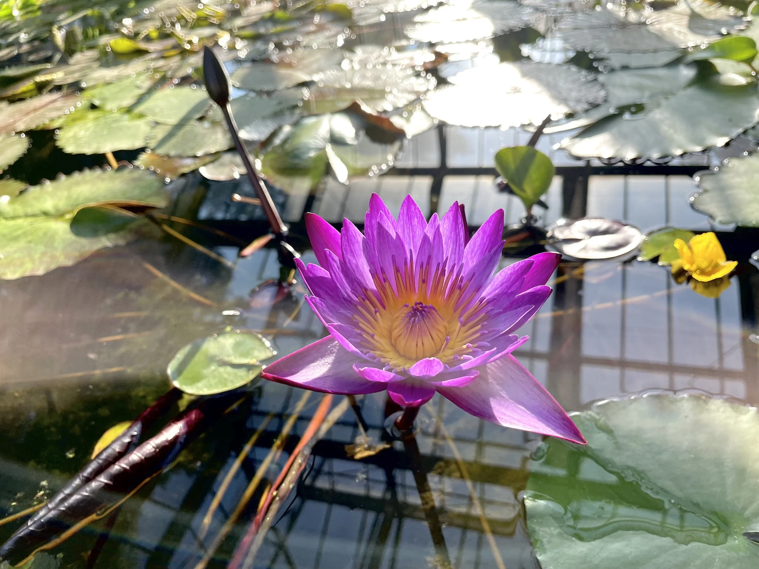Flor de loto rosa en una superficie de agua con hojas verdes y reflejos solares.