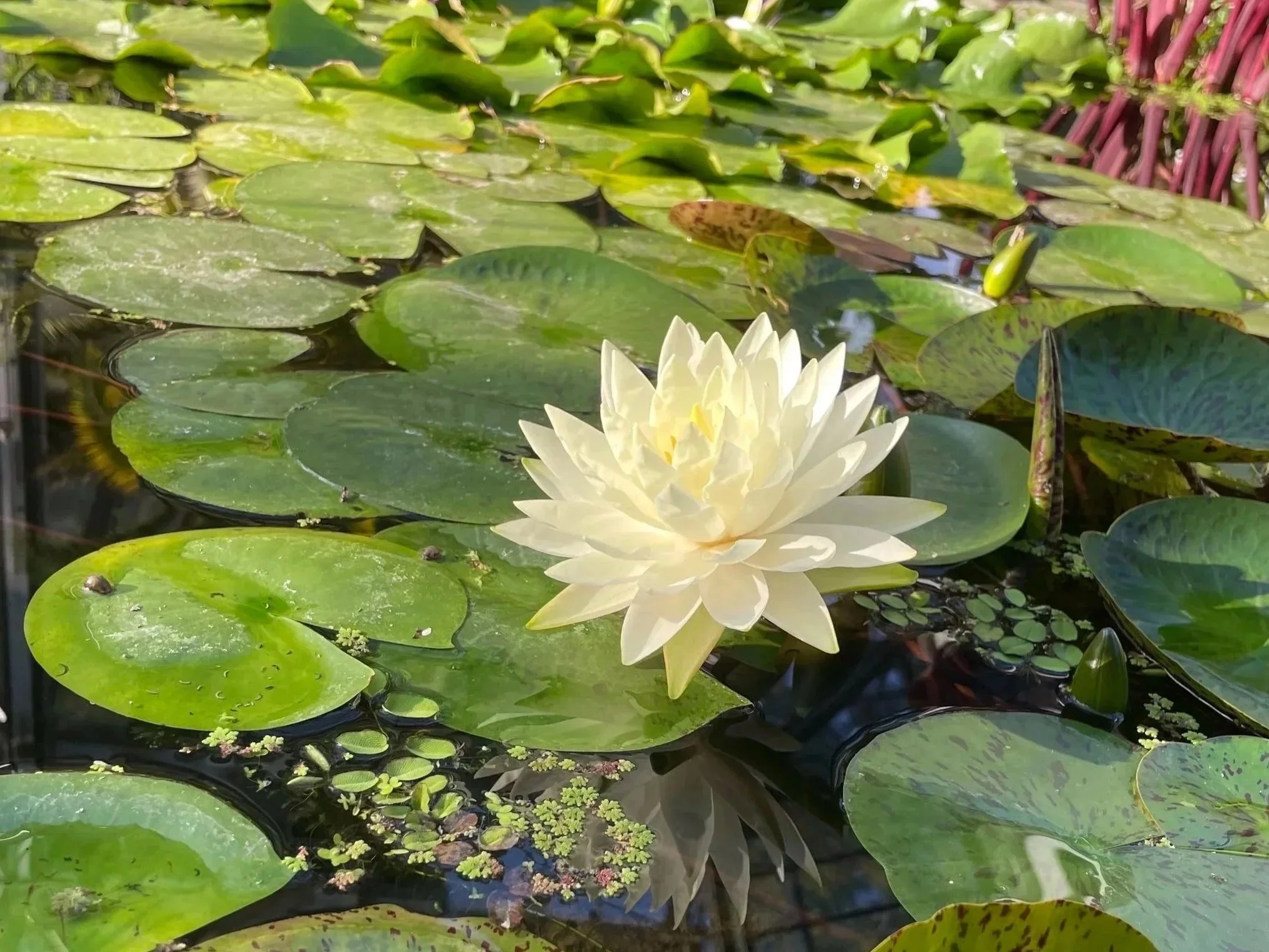 Loto acuático con muchas hojas verdes y flores de color blanco en un cuerpo de agua.
