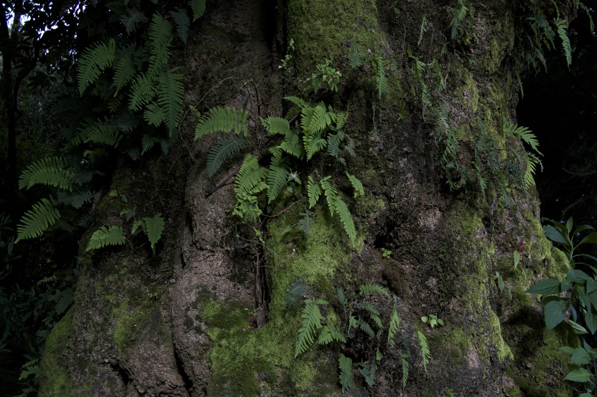 Vista parcial de tronco de árbol bulboso con corteza rugosa, cubierto parcialmente en musgo con helechos verdes en un bosque denso.