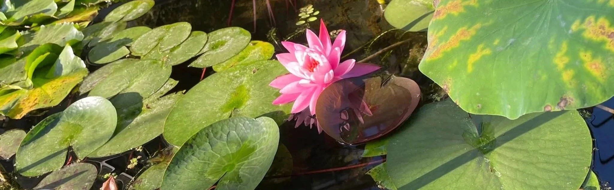 Flor de loto rosa en un estanque rodeada de hojas verdes y acuáticas.