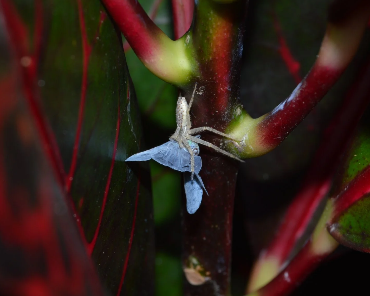 Hormiga transportando una mariposa en un tallo de planta de hojas verdes y rojas.