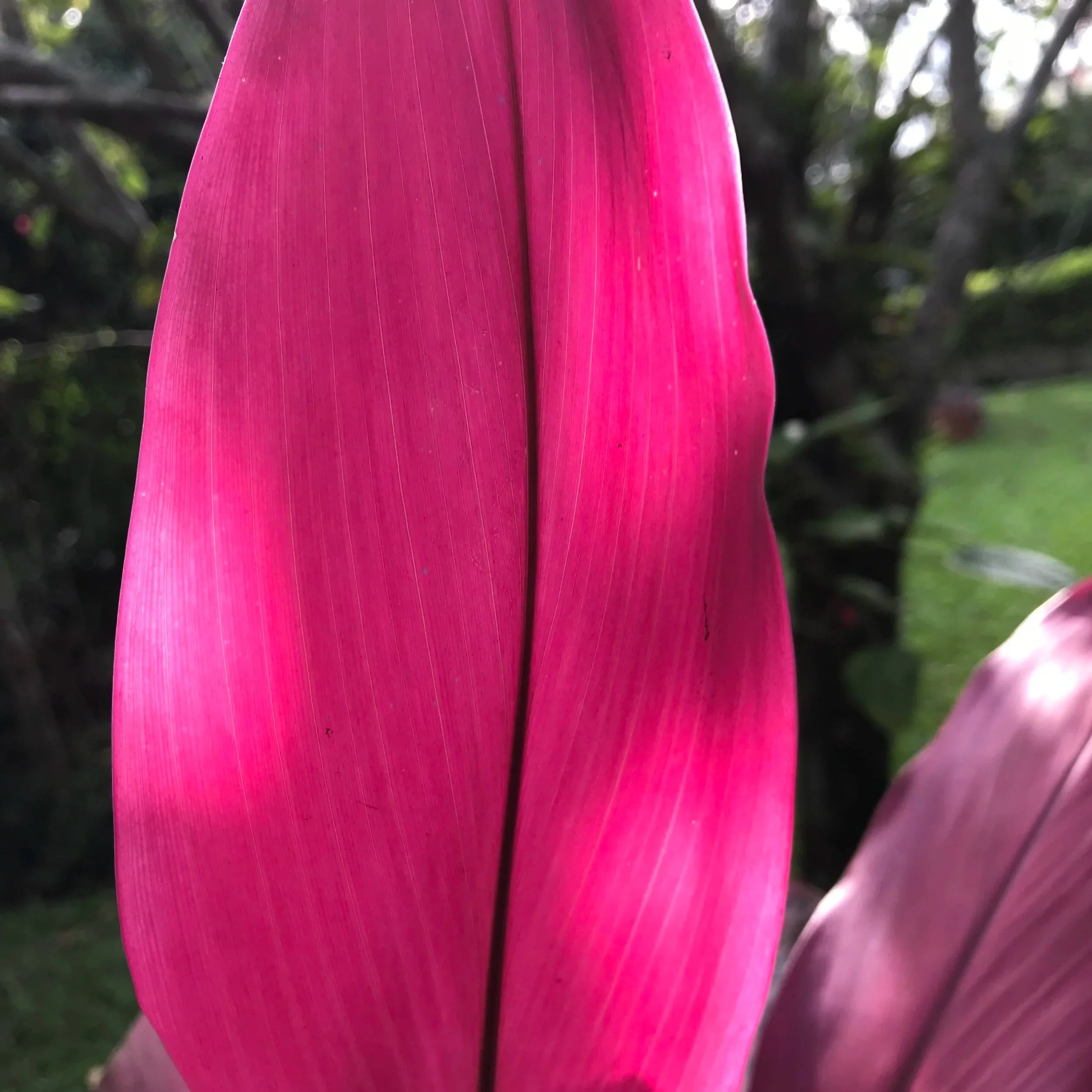 Primer plano de una hoja grande de color rosado, con fondo desenfocado de árboles y luz solar.