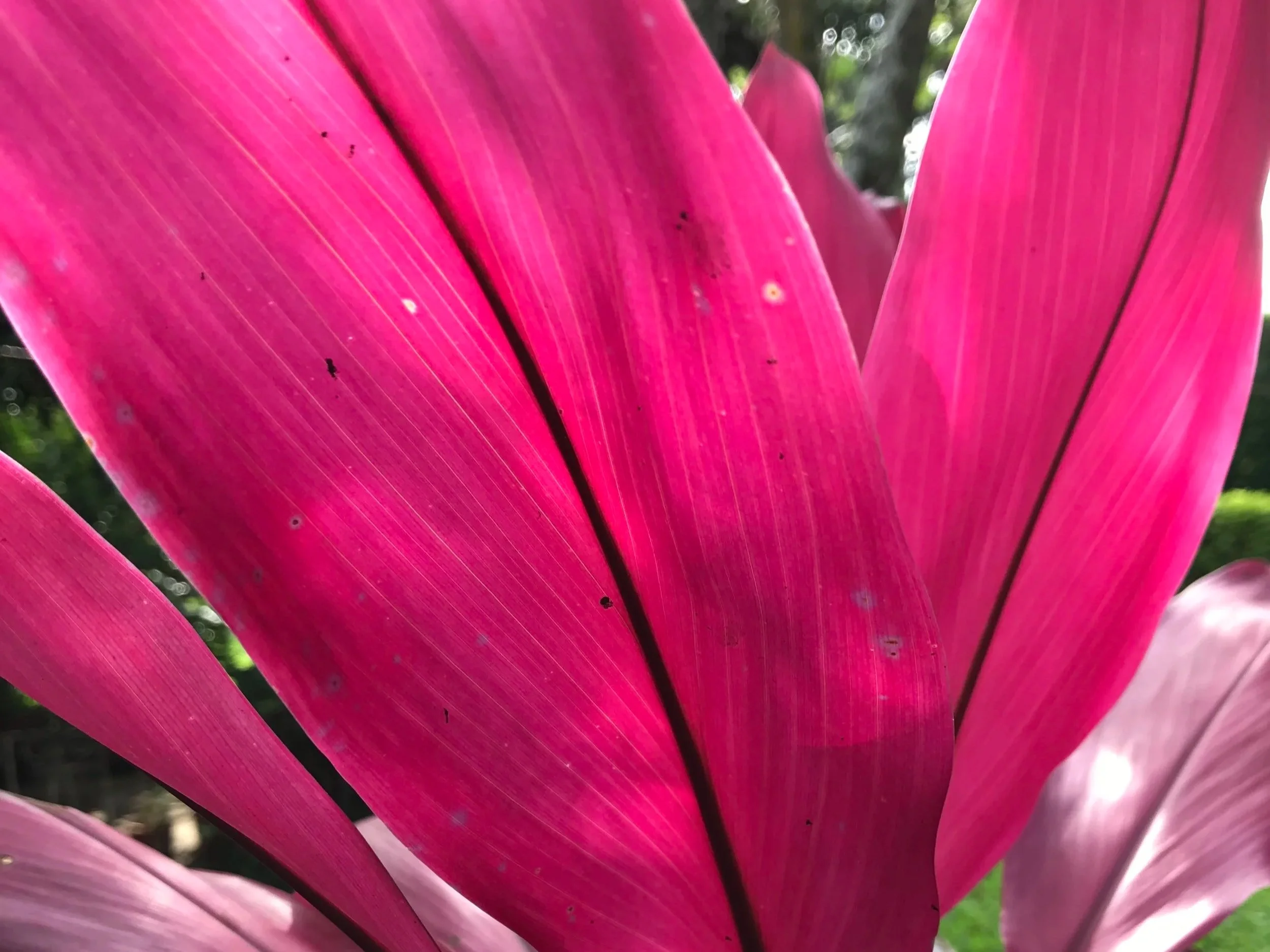 Hojas de una planta de color rosa brillante con líneas finas y detalles en las nervaduras, con un fondo difuso de vegetación y luz solar.