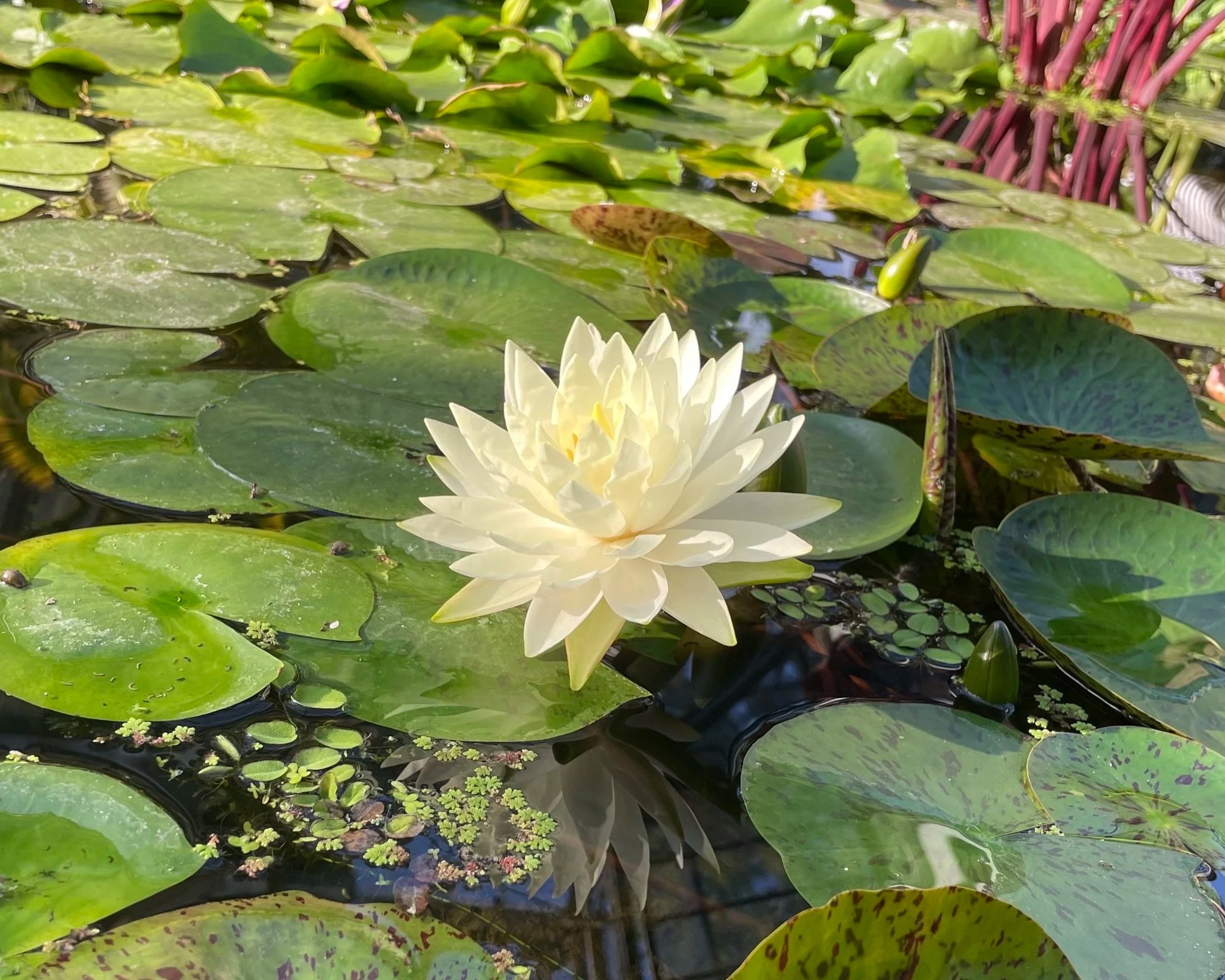Flor de loto blanca rodeada de hojas verdes en un estanque con agua.