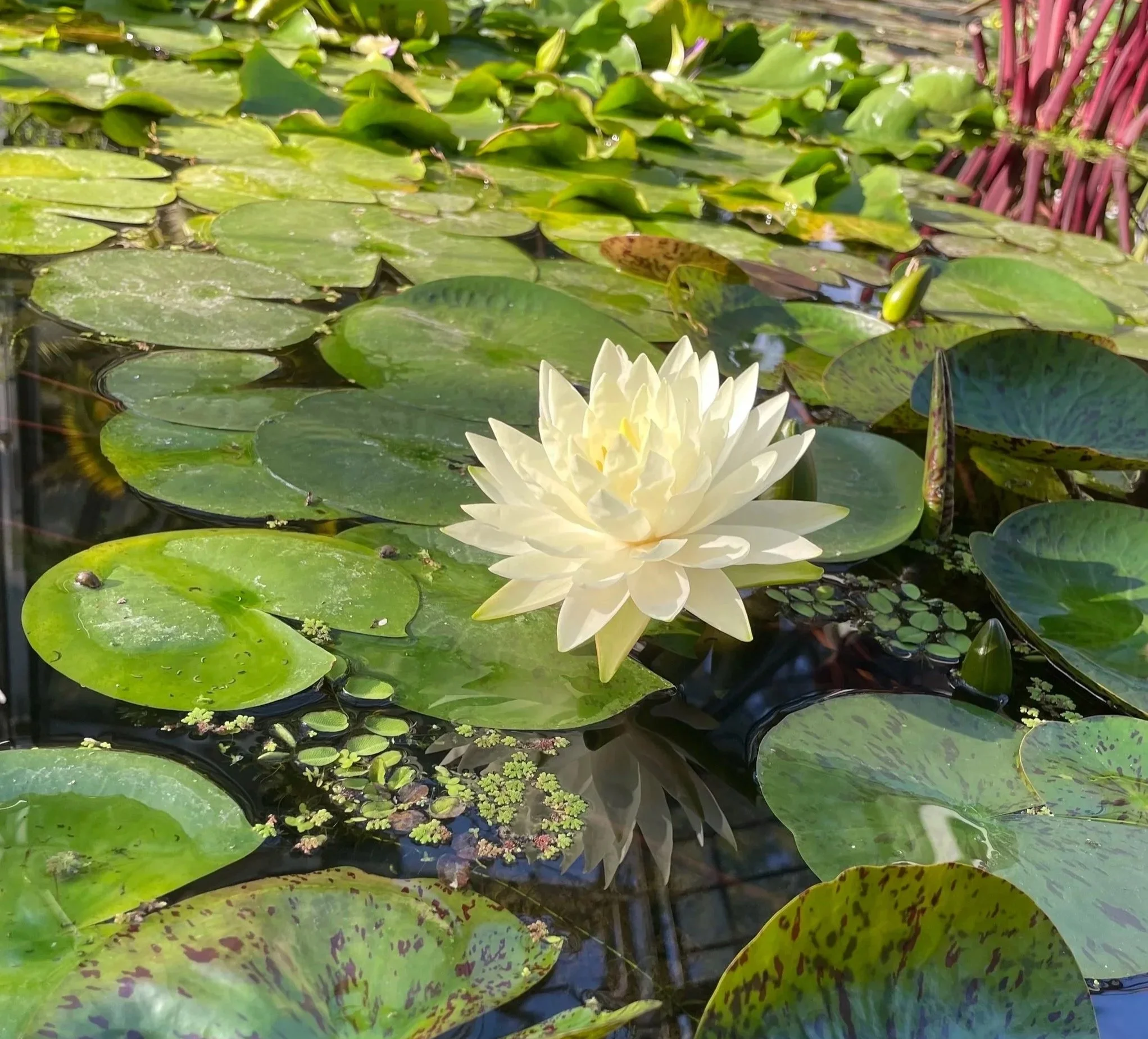 Flor de lirio acuático de color blanco en un estanque con numerosas hojas verdes flotando en el agua.