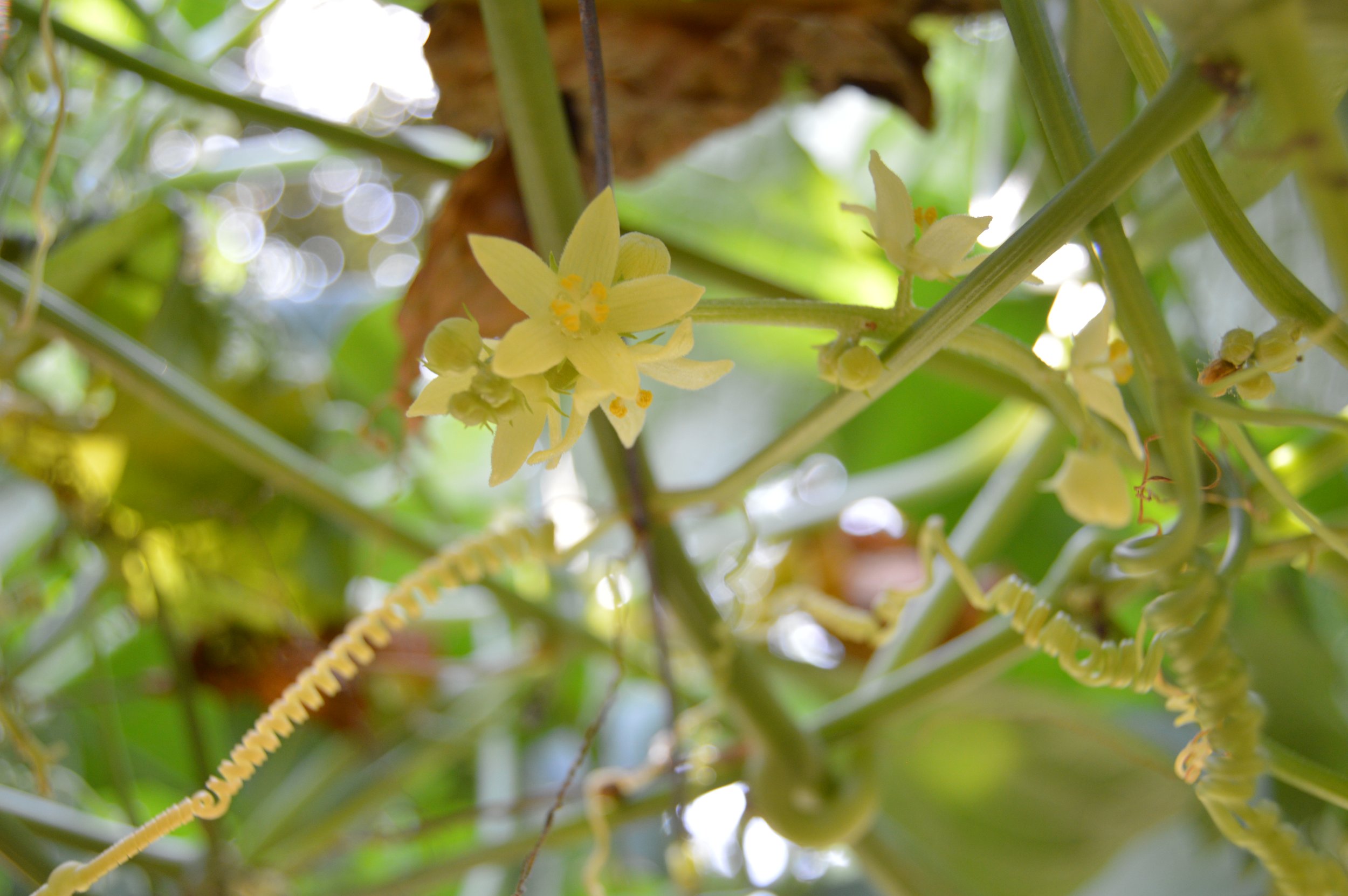 Tres flores amarillas y hojas verdes en una planta tropical