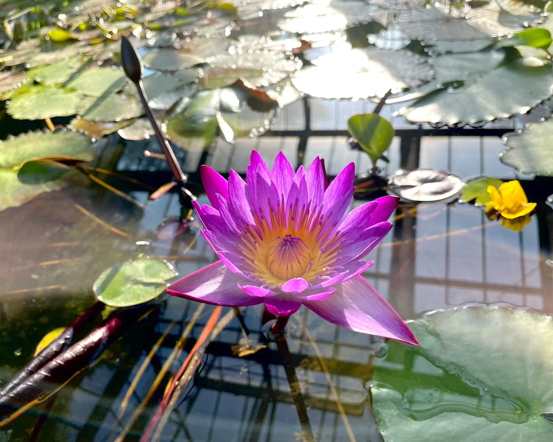 Una flor de loto de color rosa brillante flotando en agua con hojas de loto verde y reflejos de luz en la superficie.