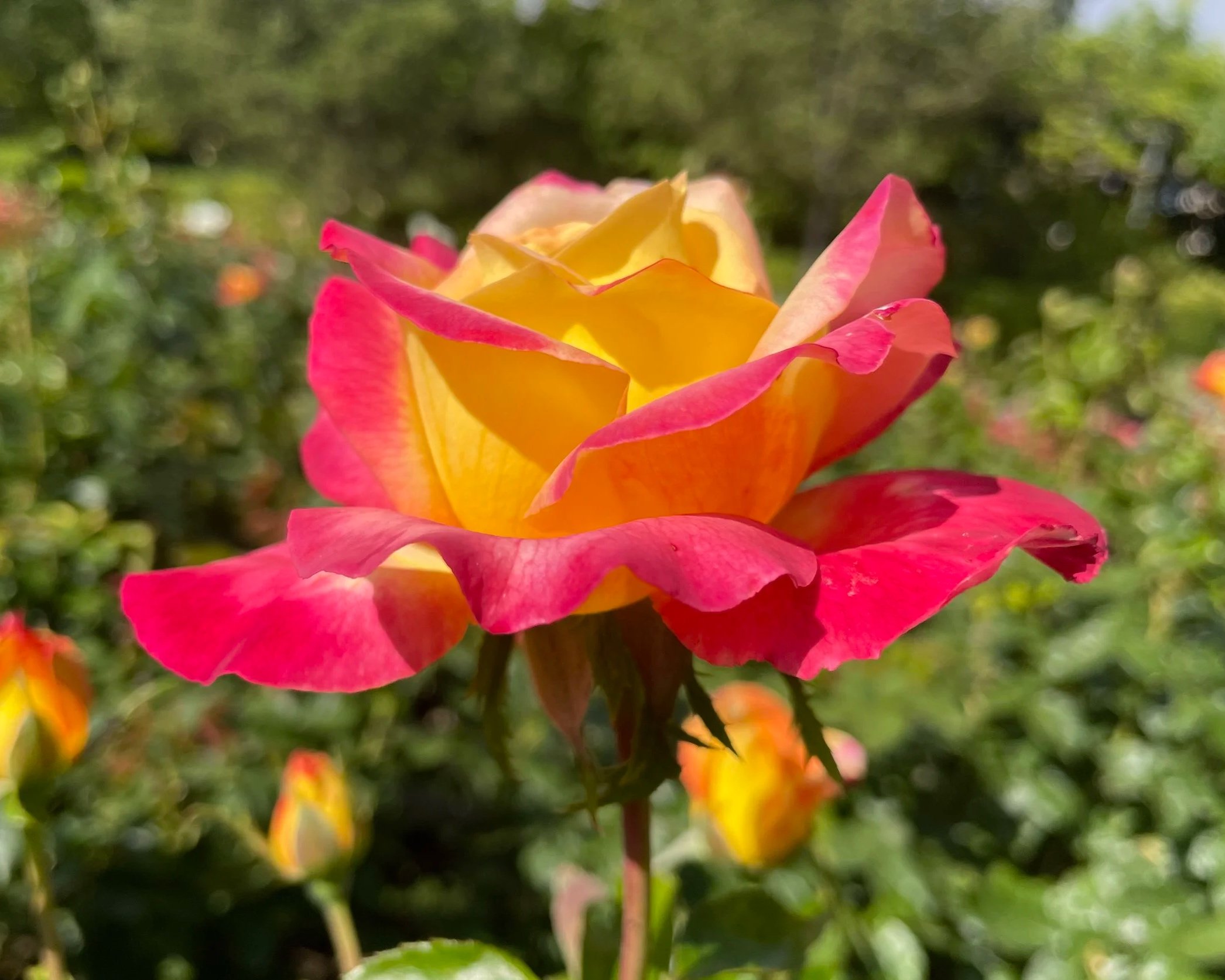 Una rosa abierta de color amarillo con bordes rosados, en un jardín con fondo de plantas verdes.