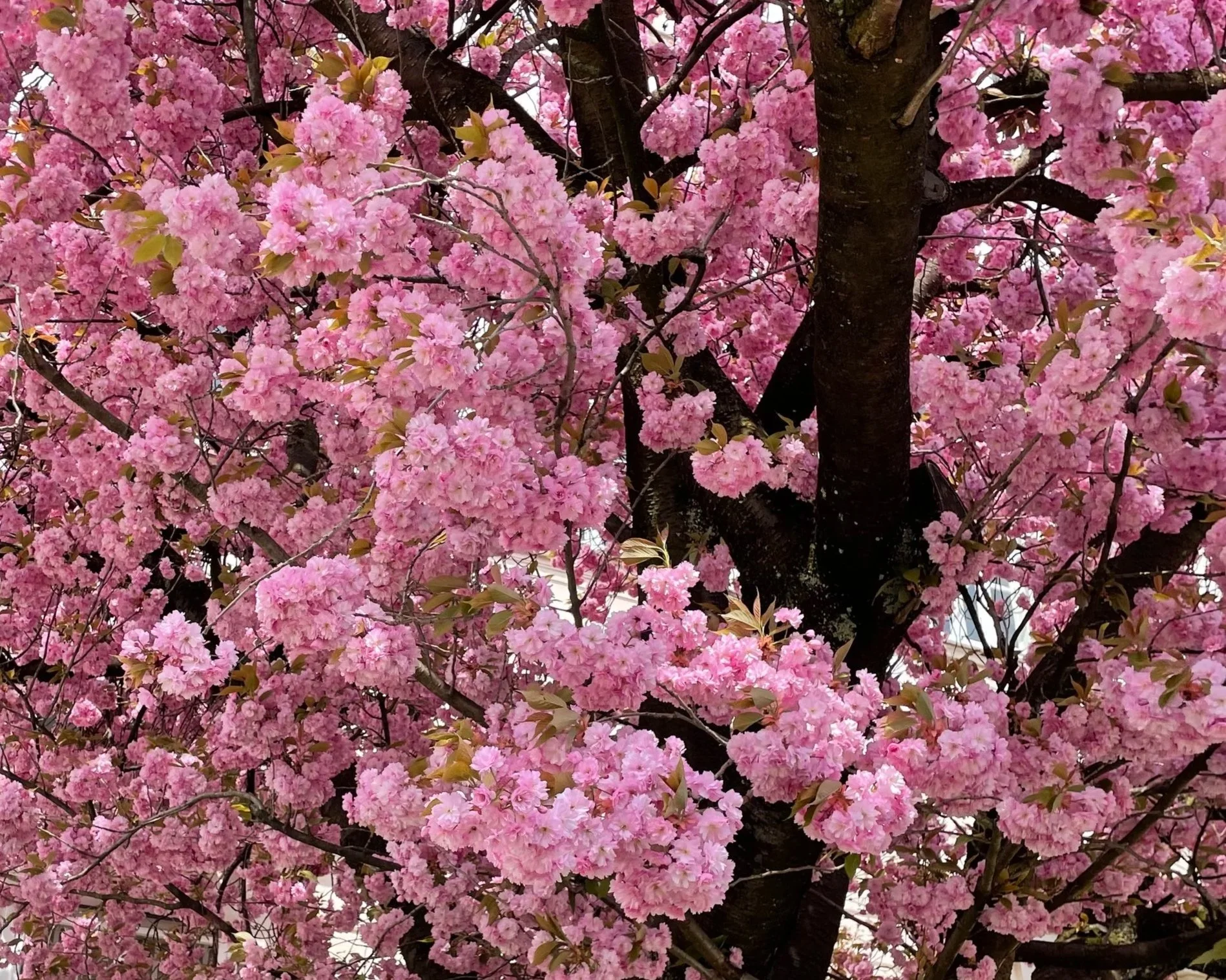 Un árbol cubierto de flores rosas en flor, con ramas y tronco visibles.