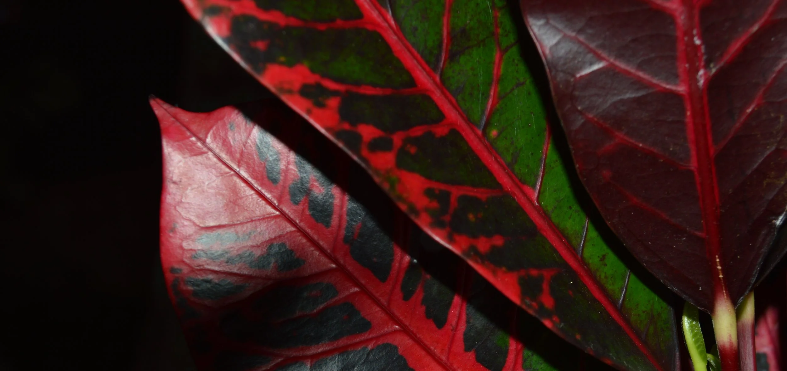 Hojas de planta con tonalidades de rojo y verde con detalles en negro, vistas cercanas.