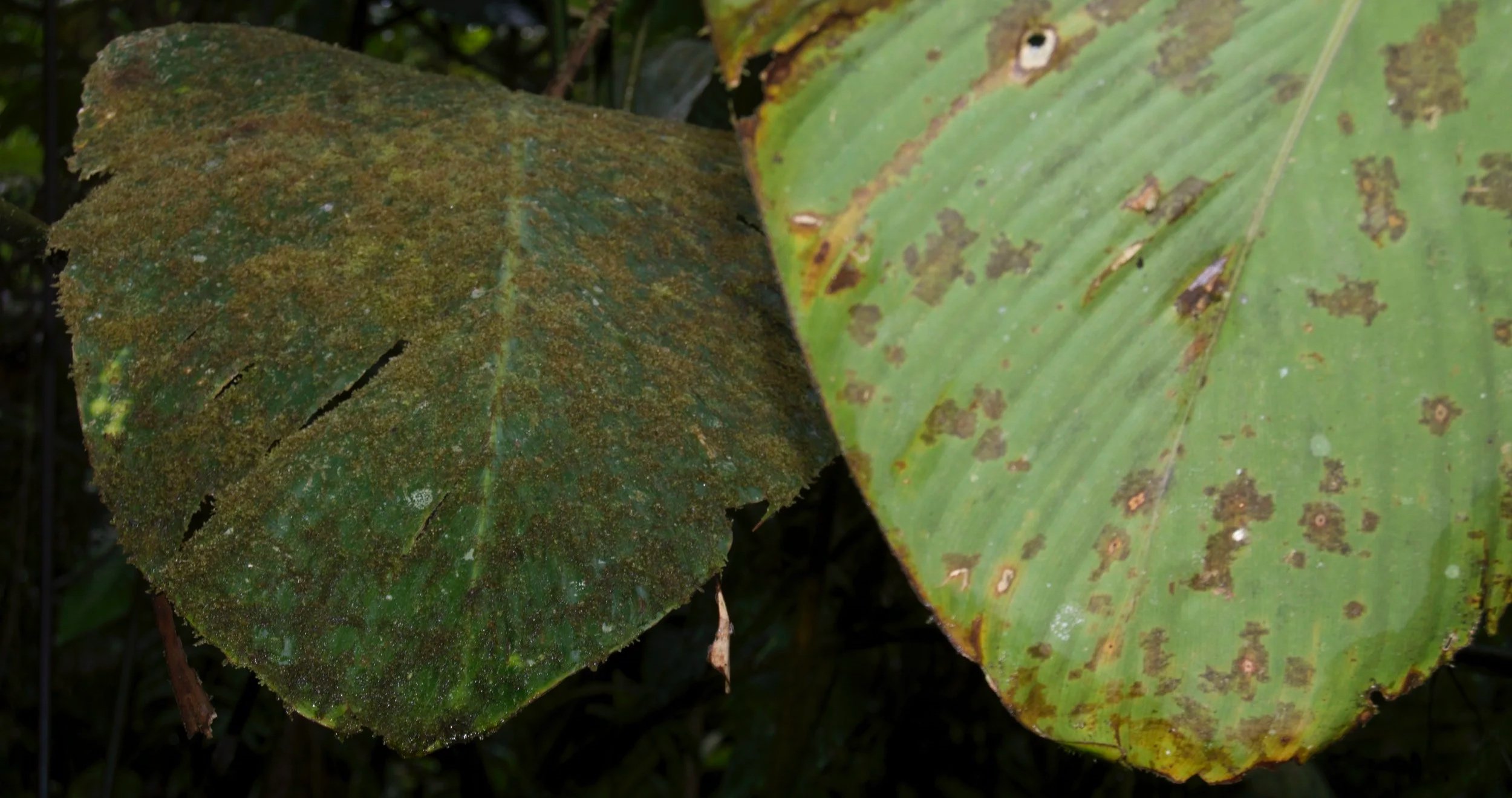 Hojas de planta con manchas y daños, algunas con apariencia de moho o enfermedad.