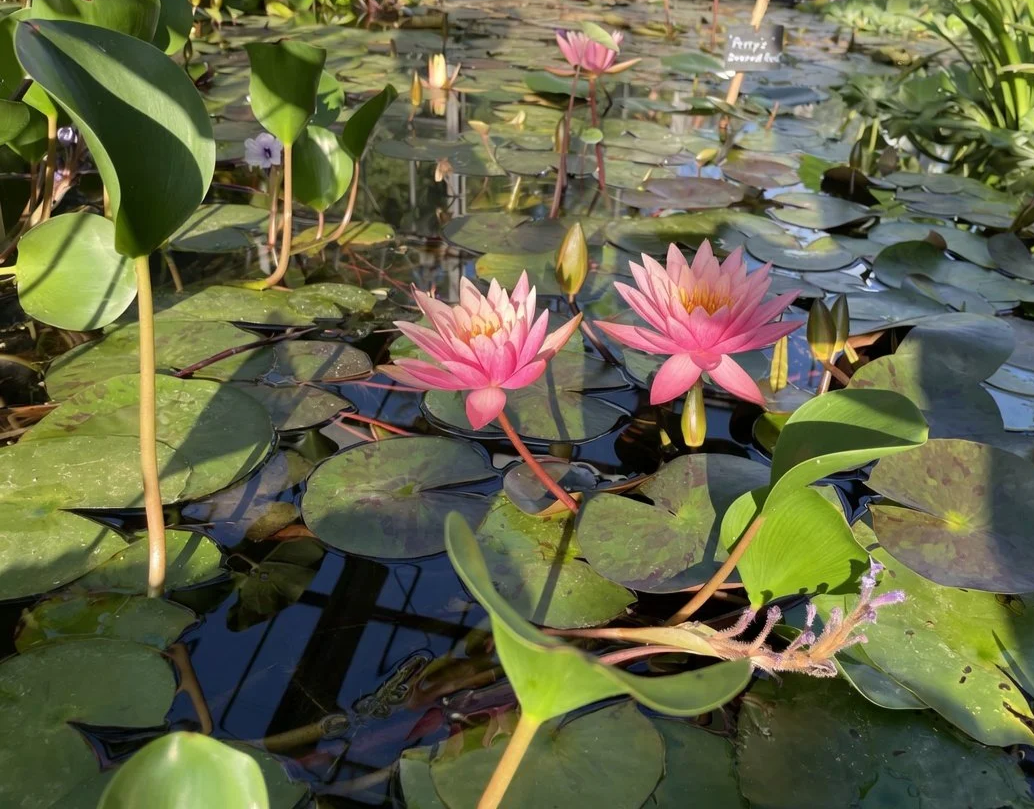 Pareja de flores de loto rosadas abiertas en un estanque rodeadas de hojas verdes y otras flores en crecimiento.
