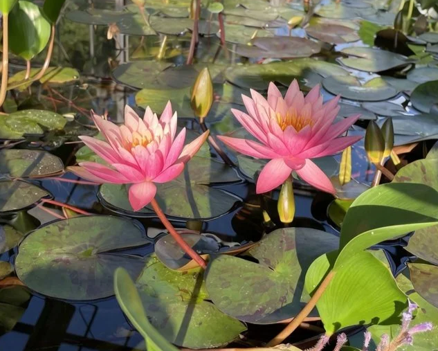 Dos flores de nenúfar rosa abiertas en una laguna, rodeadas de hojas verdes y otras flores en capullo.