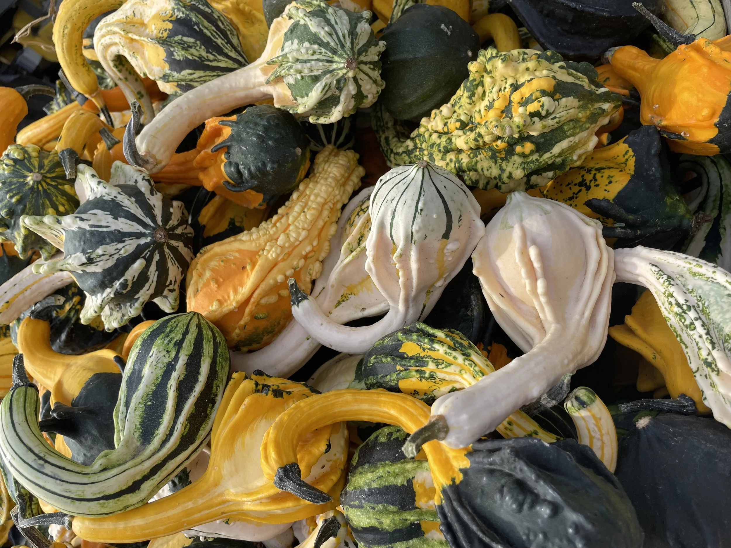 Variedad de calabazas decorativas de diferentes colores y formas apiladas.