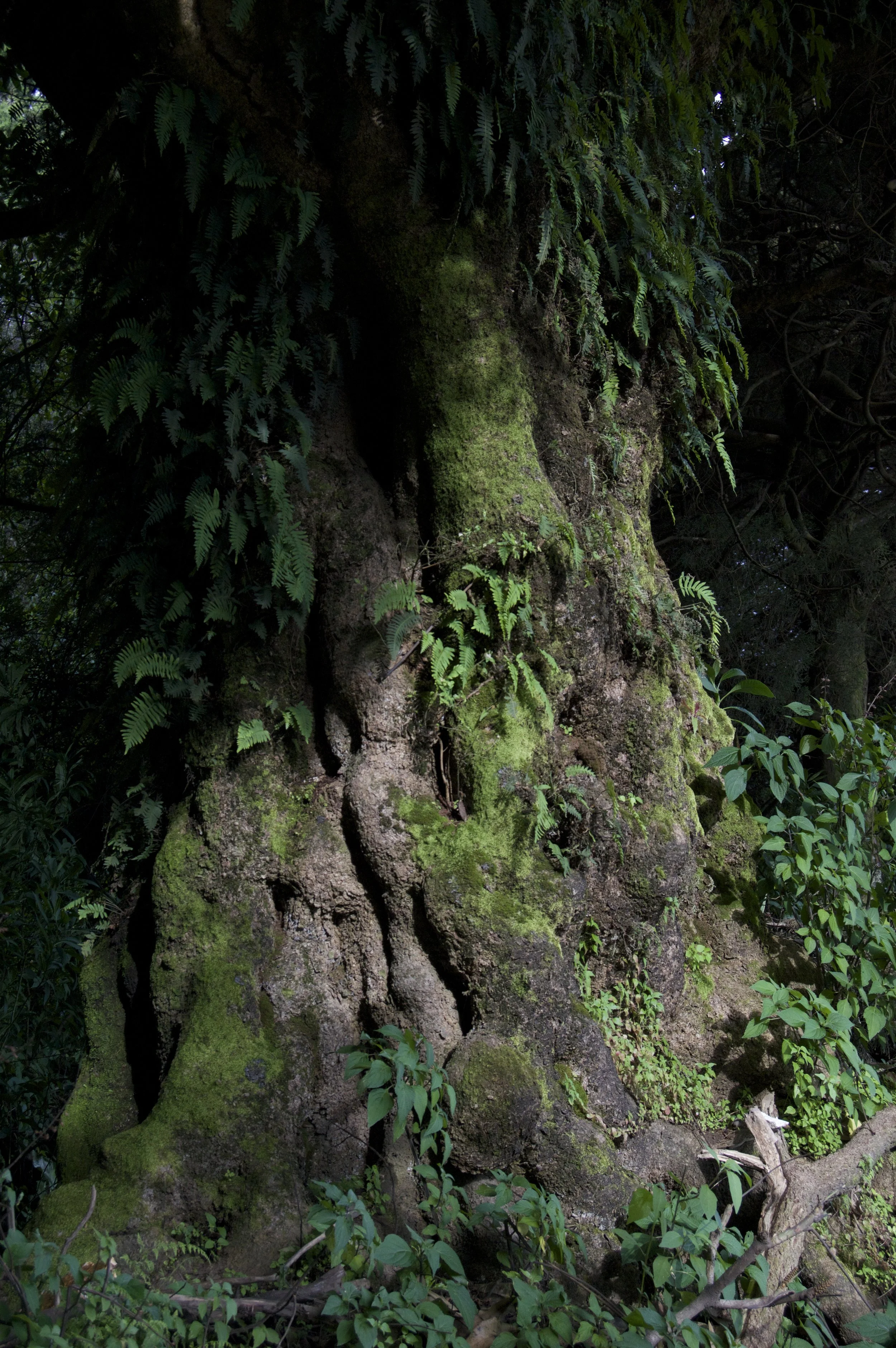 Un tronco de árbol grande con corteza áspera y cubierta de musgo, rodeado de vegetación frondosa en un bosque.