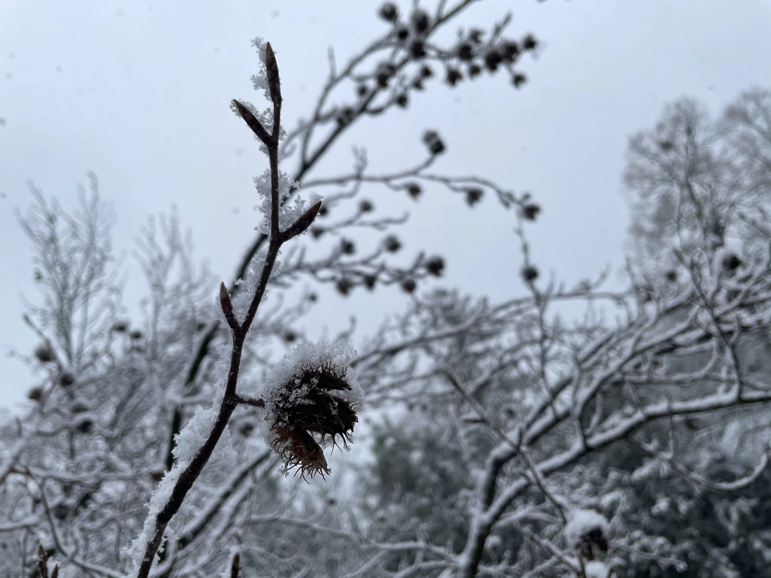 Rama seca con semillas cubiertas de nieve, en un fondo de árboles nevados y cielo nublado.