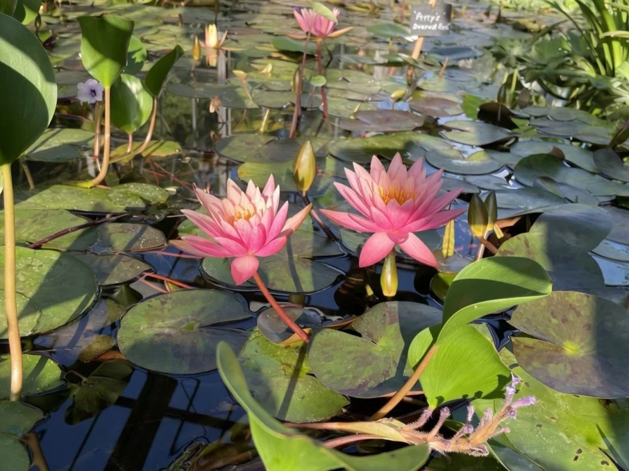 Dos flores de loto rosas en un estanque con hojas verdes y agua.
