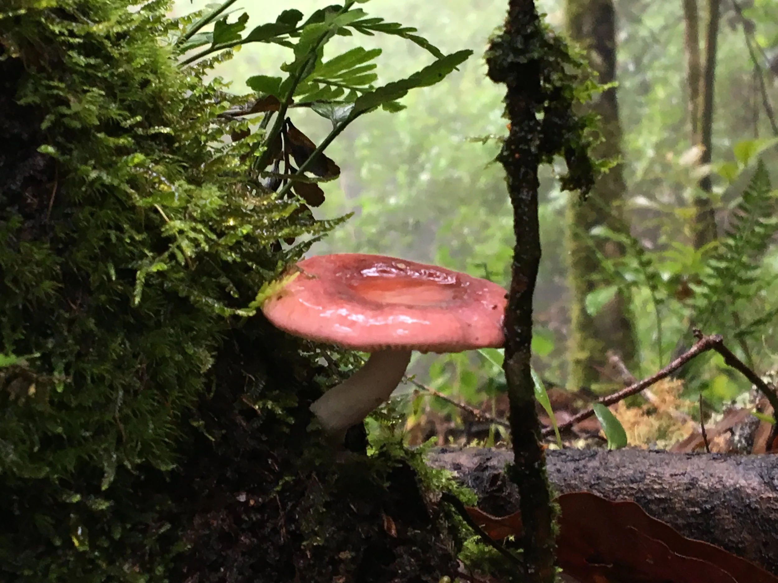 Un hongo de color rosa sobre el suelo húmedo en un ambiente de bosque, rodeado de vegetación verde y musgo.