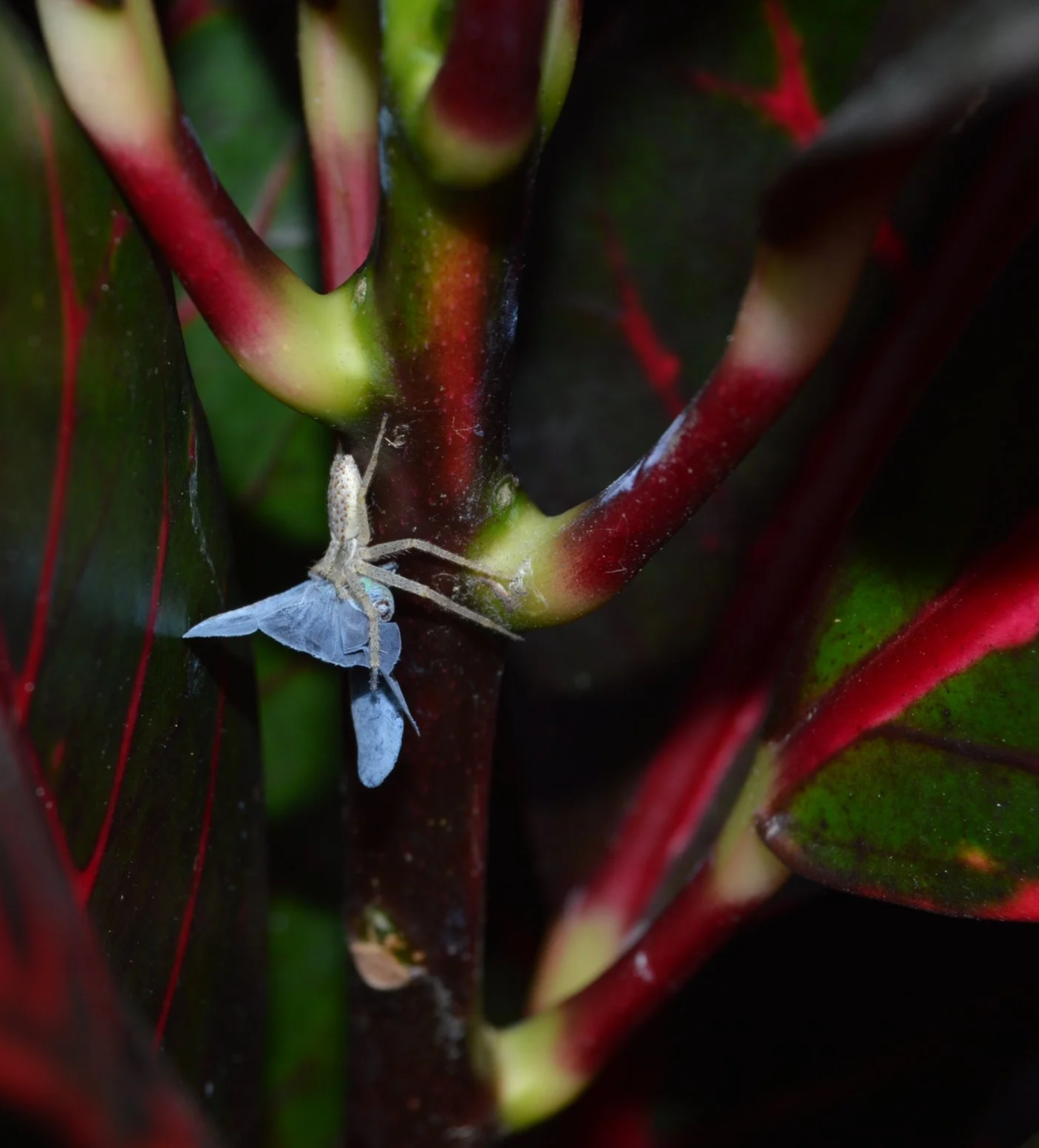 Araña grisácea transportando mariposa azul en tallo de planta con hojas de color verde y rojo.